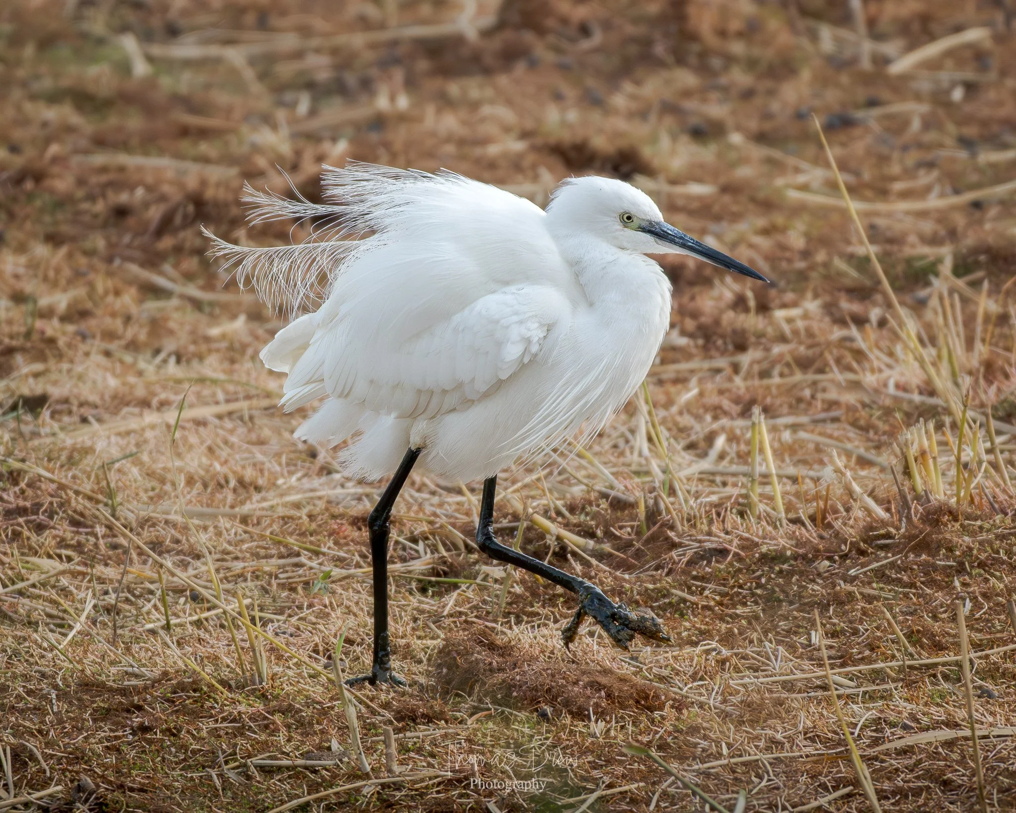 Image of a Little Egret with black legs and a long black beak standing on dry grass.