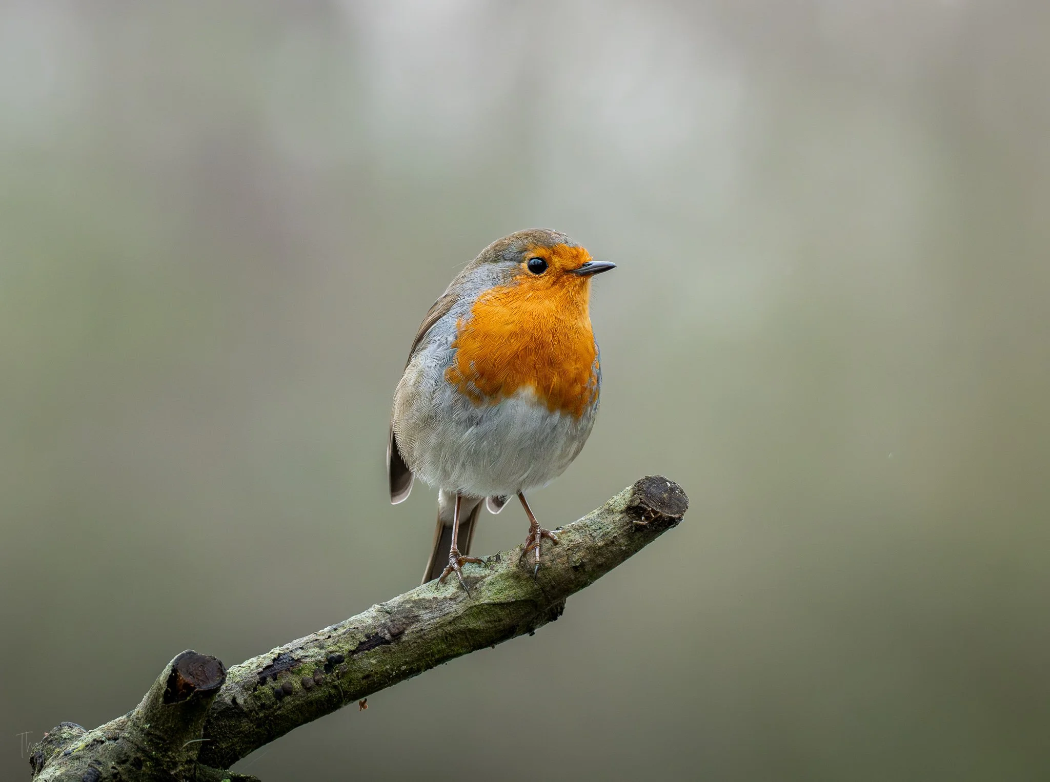 A European robin bird with an orange-red face and breast perched on a moss-covered tree branch against a blurred green background.