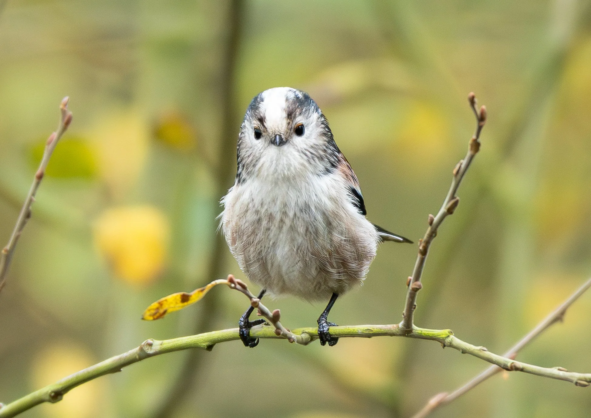 Long Tailed Tit perched on a branch print