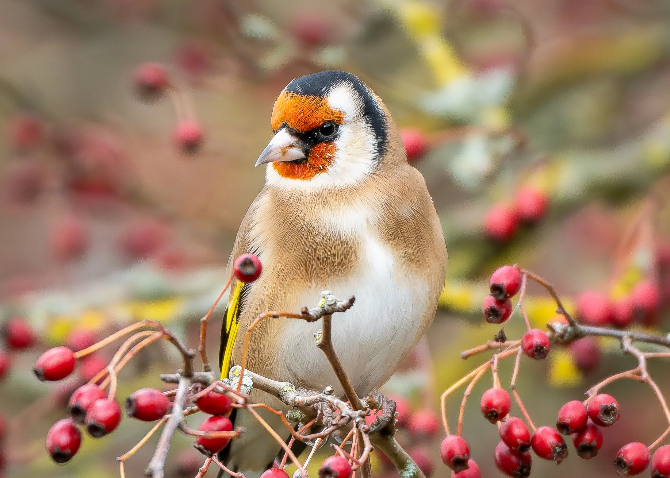 Goldfinch perched in Berries Wildlife Photography Print