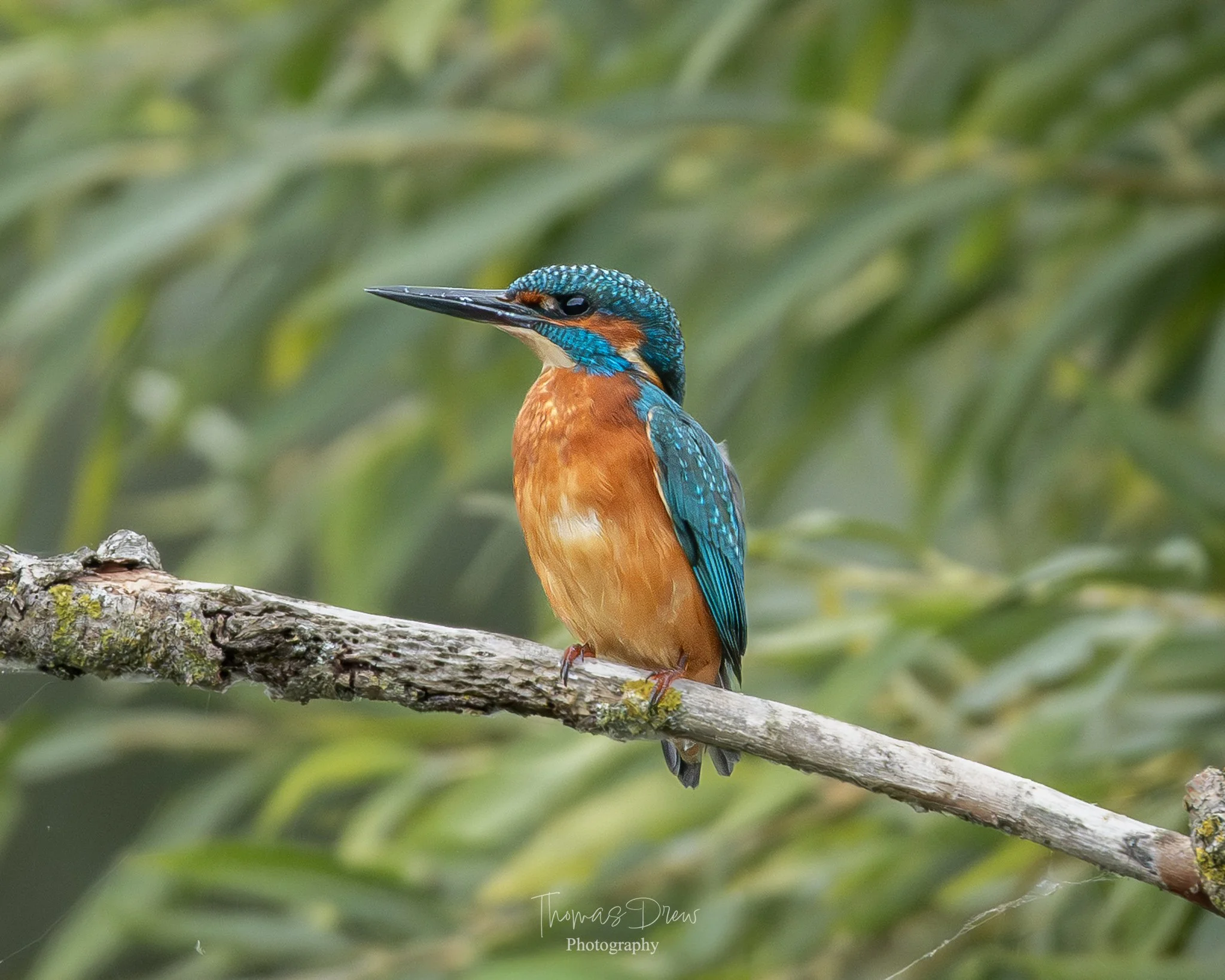 A colorful kingfisher bird perched on a branch with green foliage in the background.