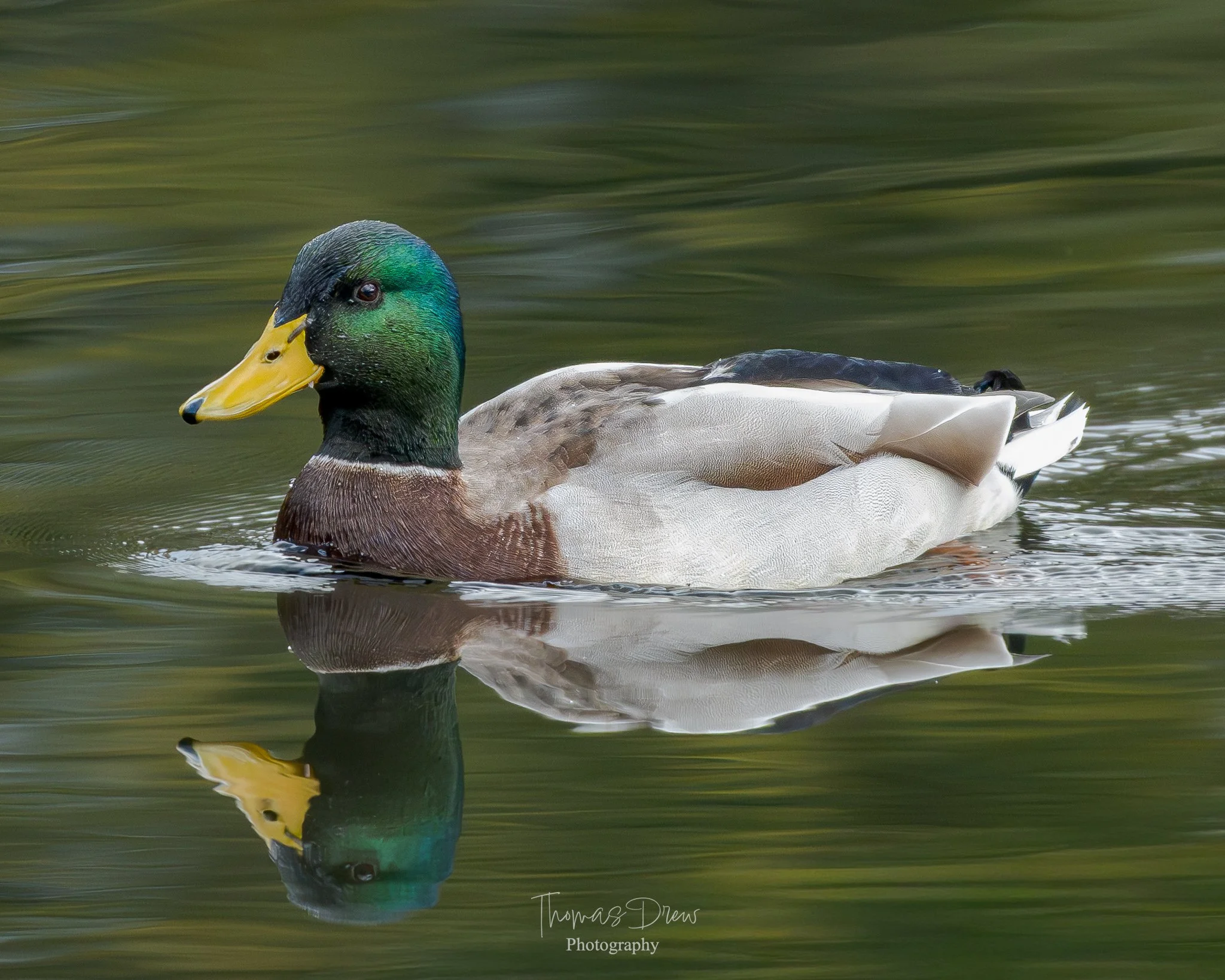 A mallard duck swimming in water, with its reflection visible.