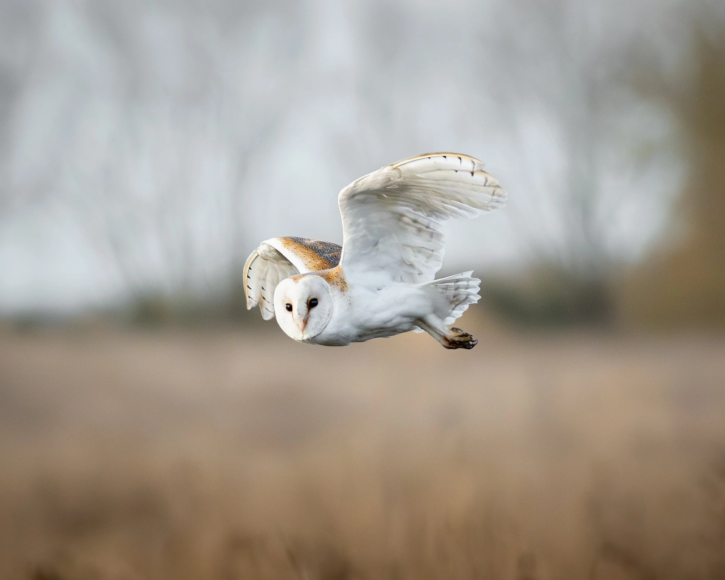 A barn owl flying low over a field with a blurred background of trees and sky.