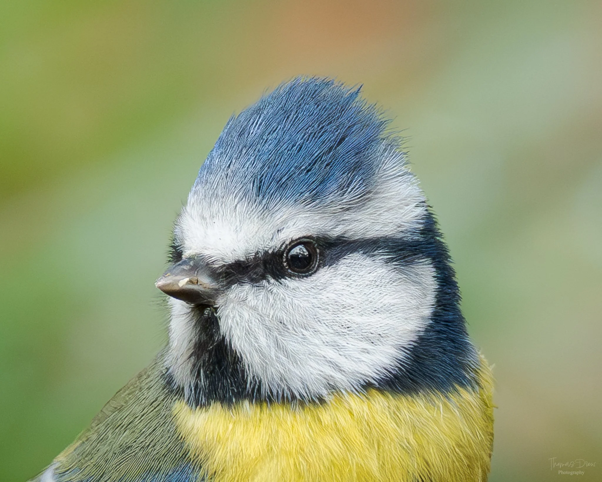 Close-up of a blue tit, a colourful blue and yellow bird with a black mask around its eyes and a bright blue crest, against a blurred green background.