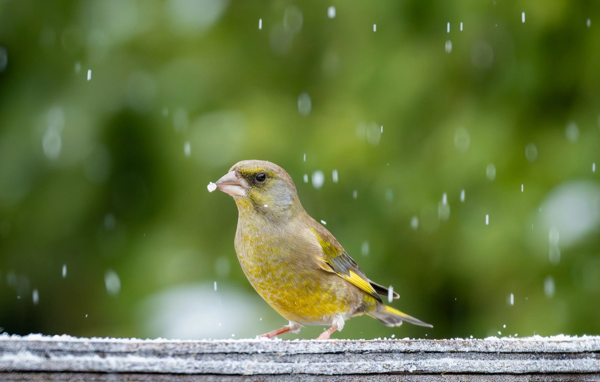 A Greenfinch, a small yellow and grey bird standing on a wooden surface, with snow flakes falling around it and a blurred green background.