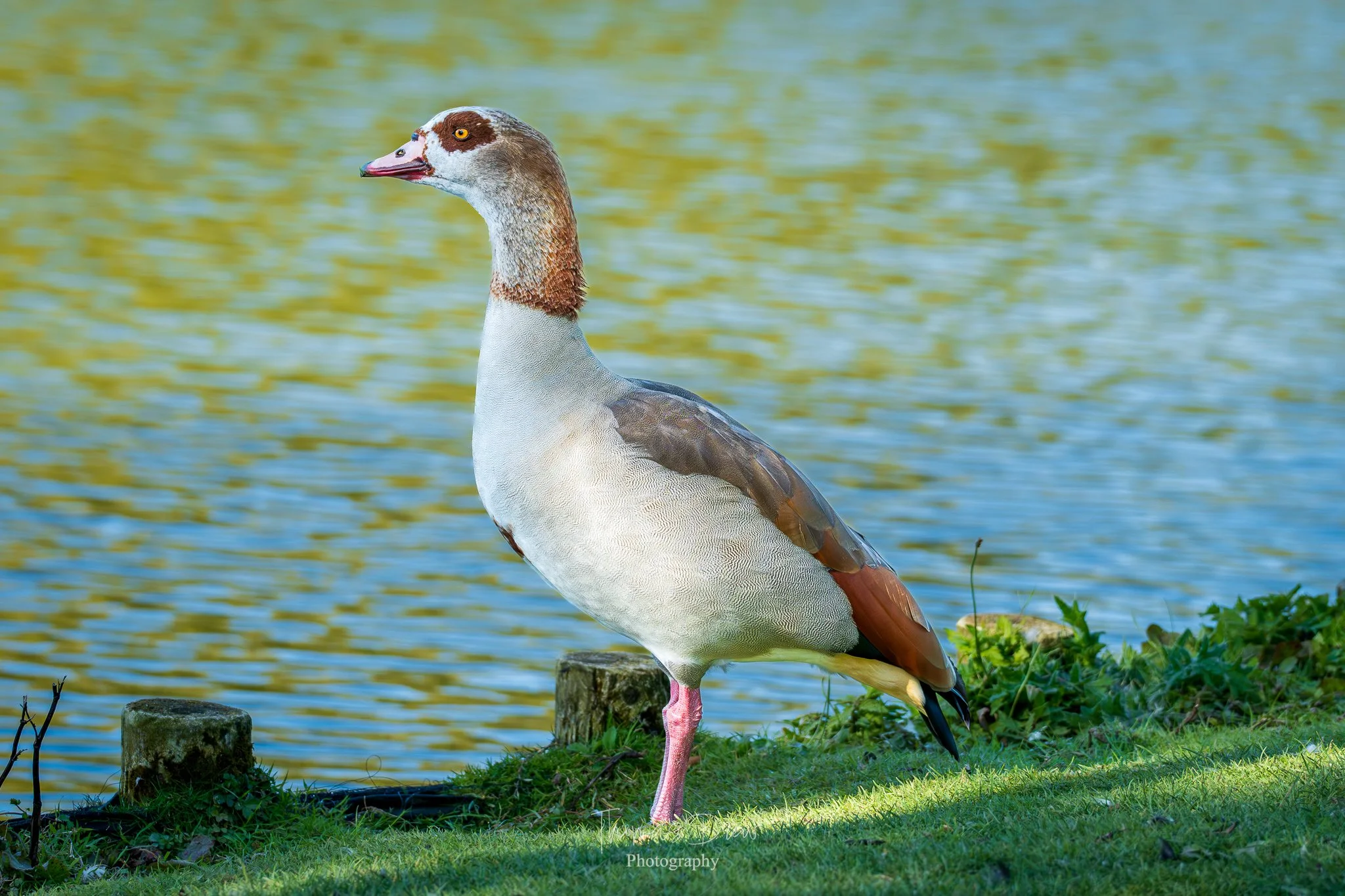 Image of a Egyptian Goose standing on the grassy bank of a body of water, with yellowish-green reflections on the water's surface.