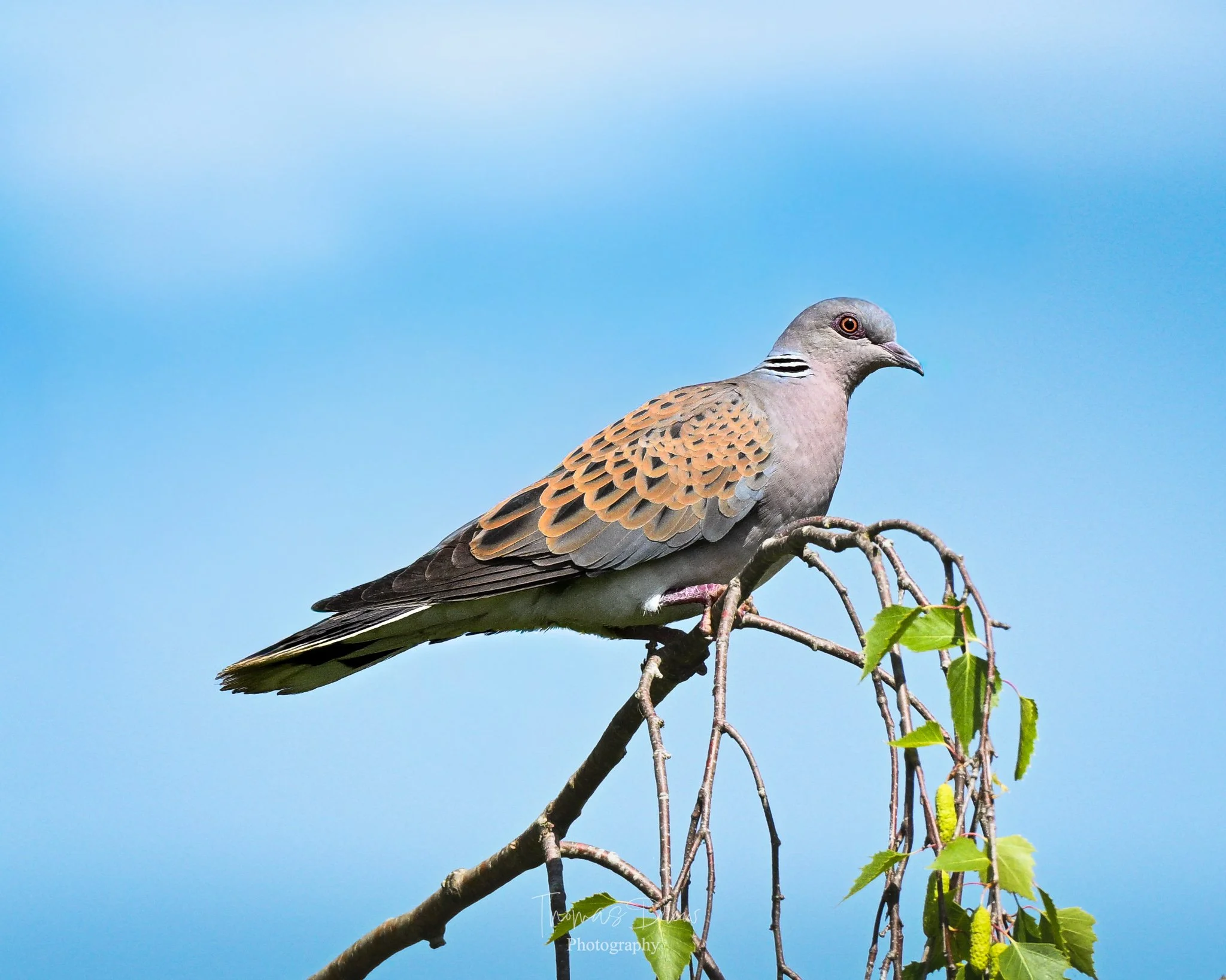 Image of a Turtle Dove bird perched on a branch with green leaves against a blue sky.