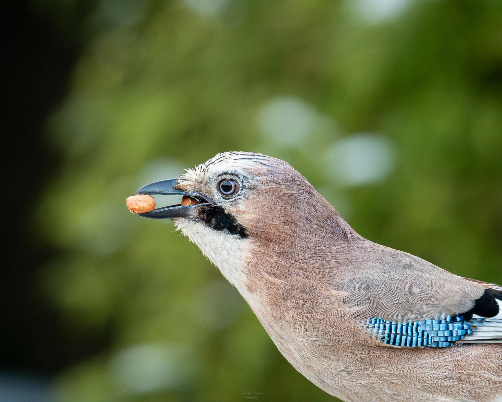 A close-up of a Eurasian Jay bird holding a nut in its beak, with a blurred green background.