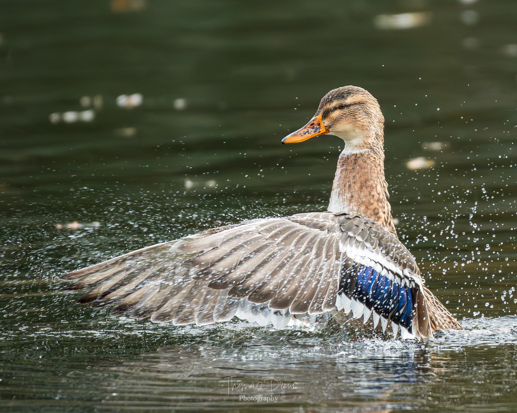 A Mallard duck spreading its wings on water, with water droplets splashing around.