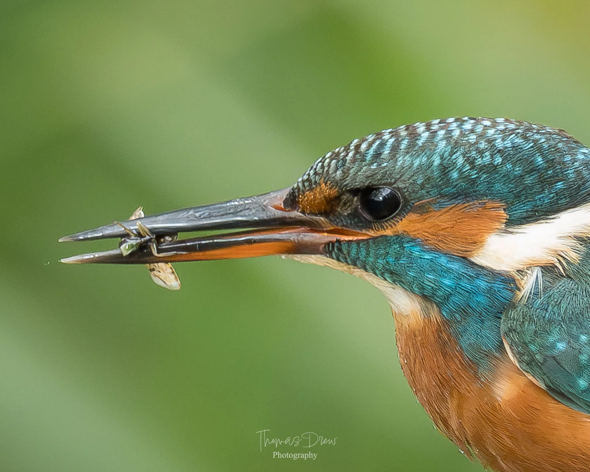Close-up of a kingfisher bird holding a small fish in its beak.