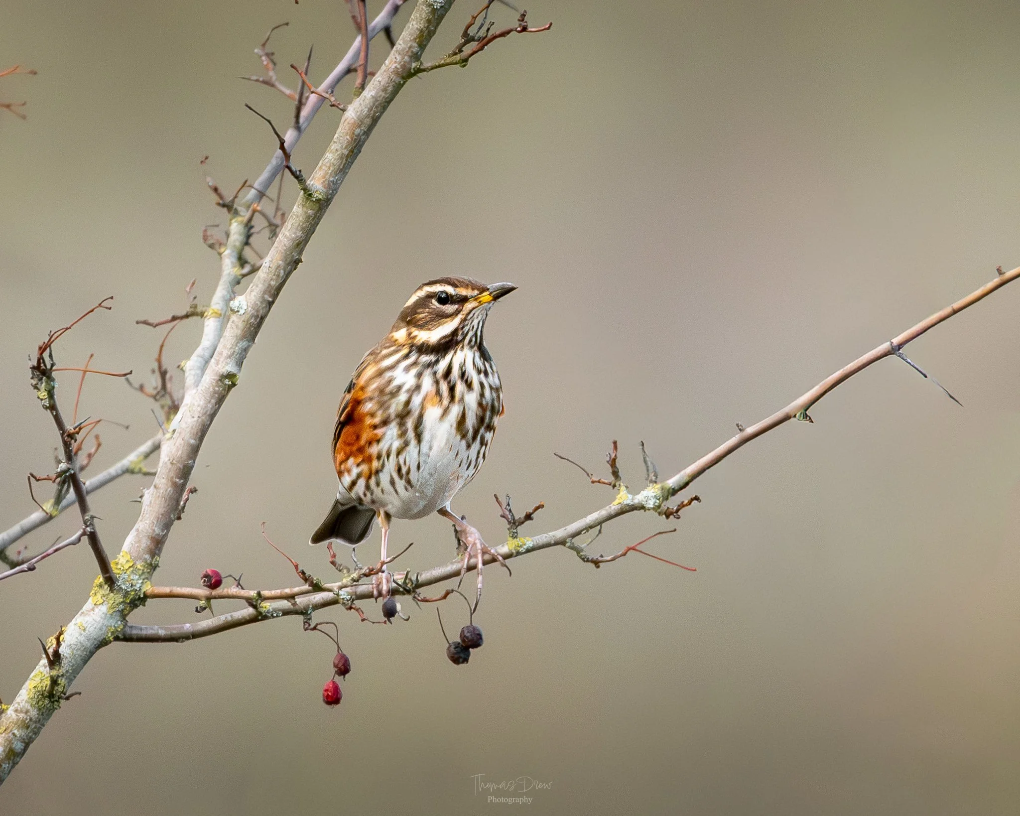 A Redwing, a bird with brown, white, and black streaked plumage perched on a slender branch with small red berries, set against a blurred background.