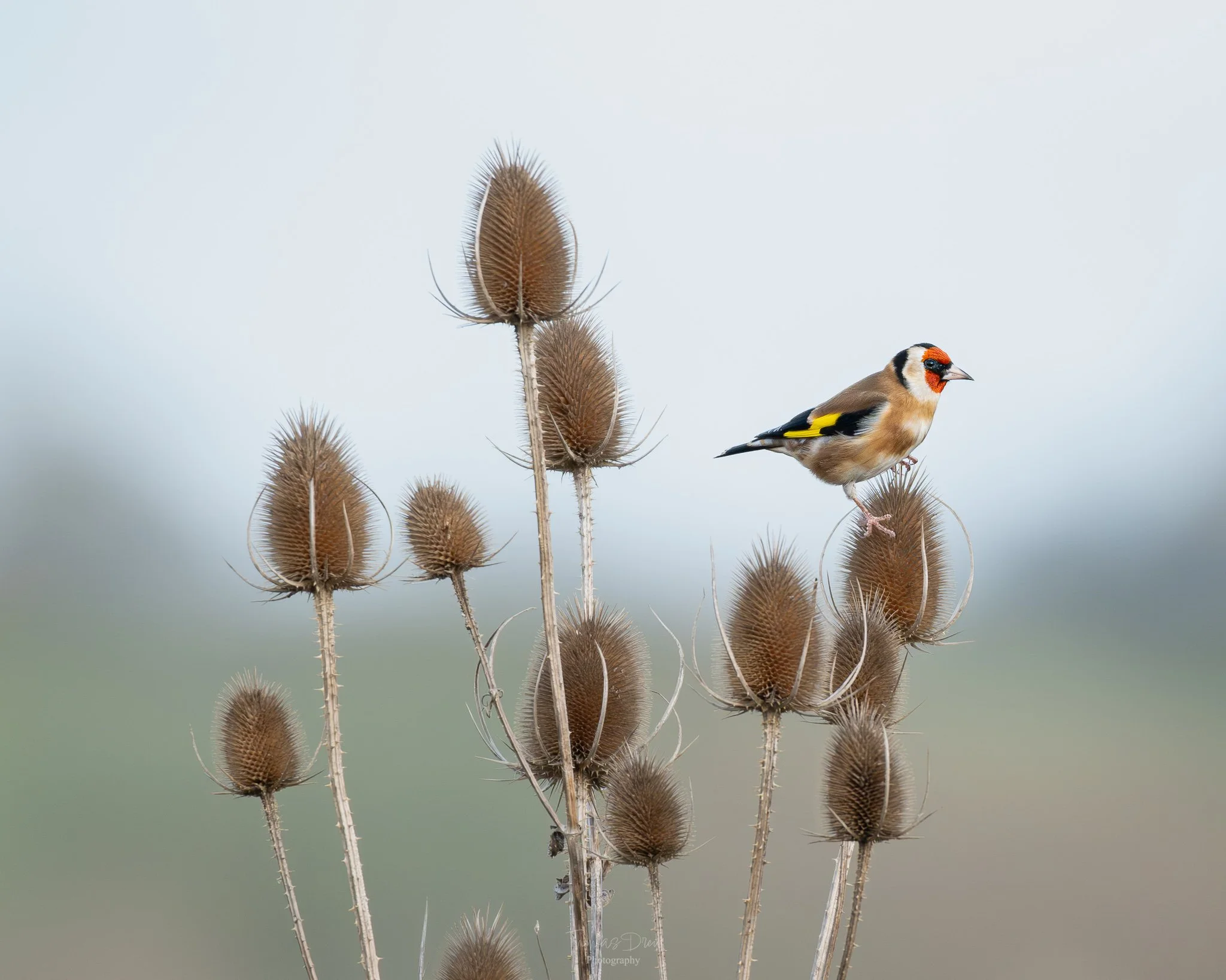 A small bird, a Goldfinch perched on a thistle plant with dried, spiny seed heads, against a soft, blurred background.