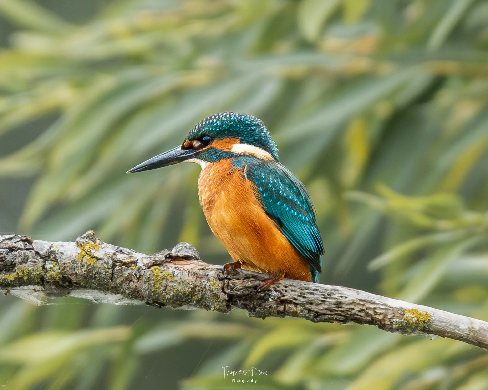 A vibrant kingfisher bird with blue and orange feathers sitting on a lichen-covered branch, with blurred green foliage in the background.