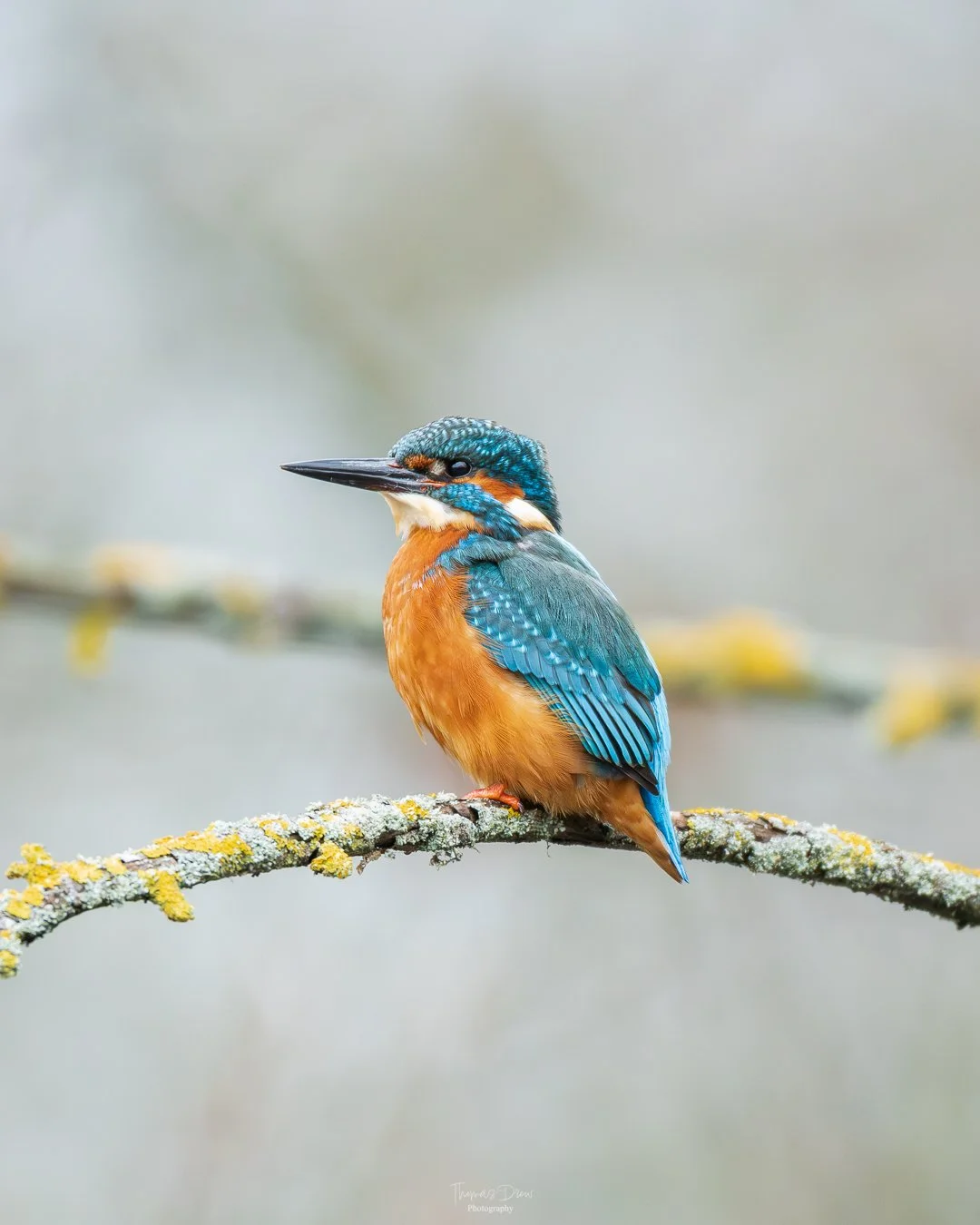 Colorful kingfisher bird perched on a mossy branch with a blurred neutral background.