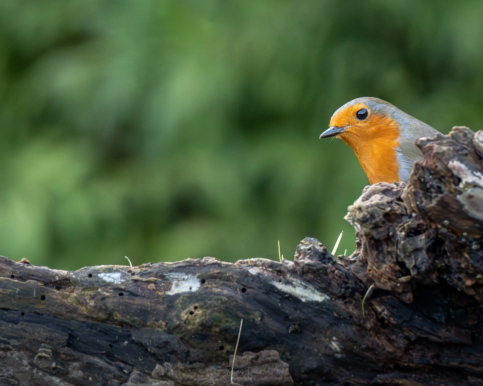 A small Robin bird with an orange face and grey body peeking out from behind a textured, dark brown log with a blurred green background.