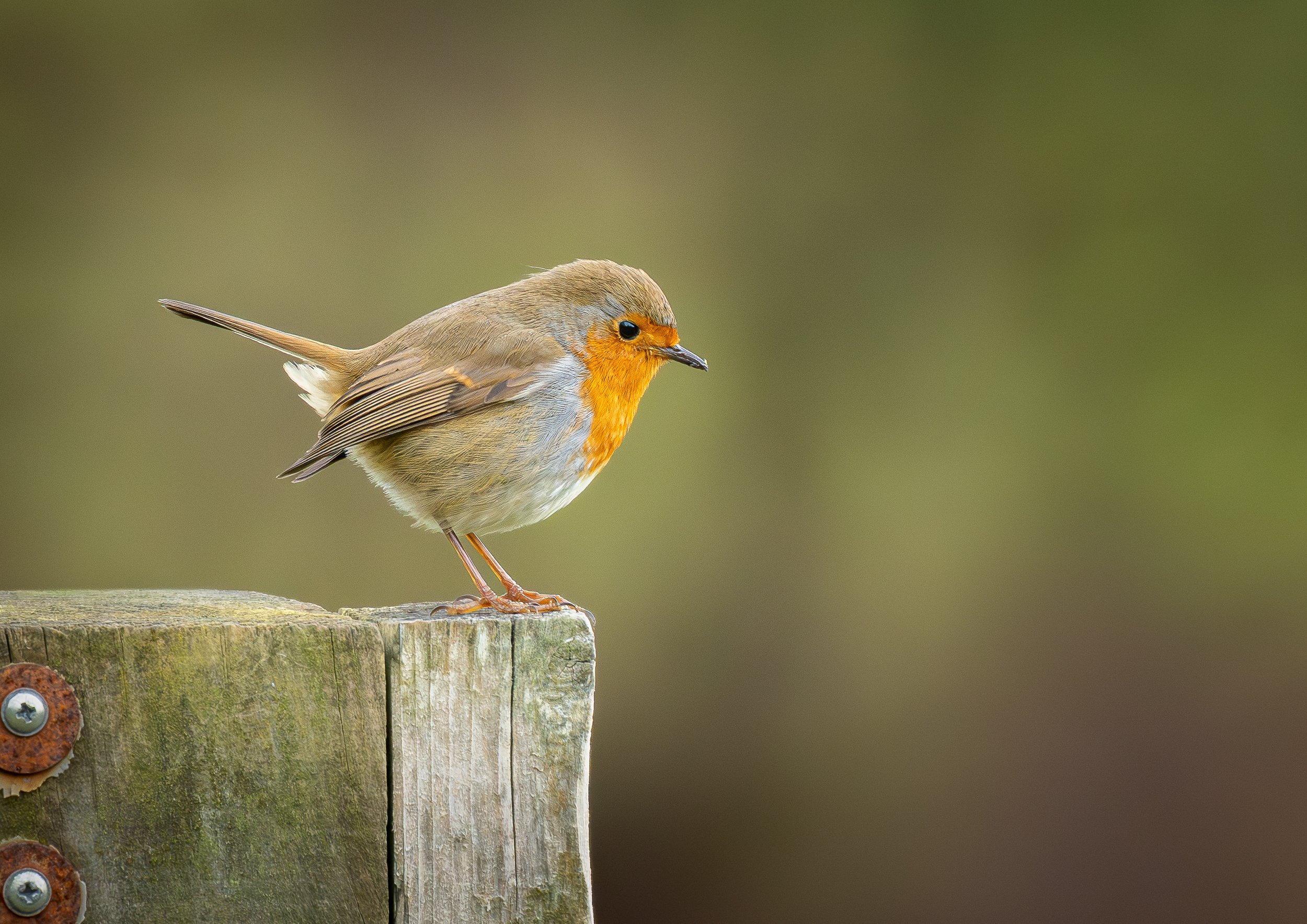 Robin perched on a Wooden Gate Wildlife Print