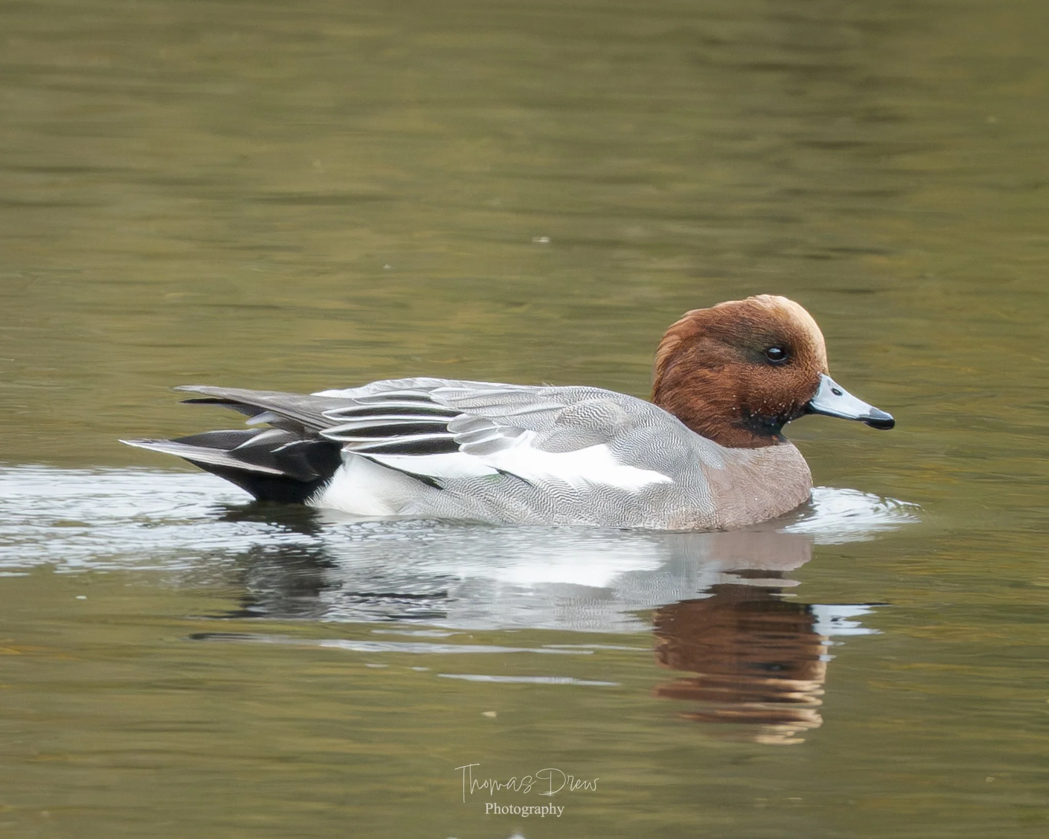 A male Wigeon duck swimming in water with a brown head and grey body.