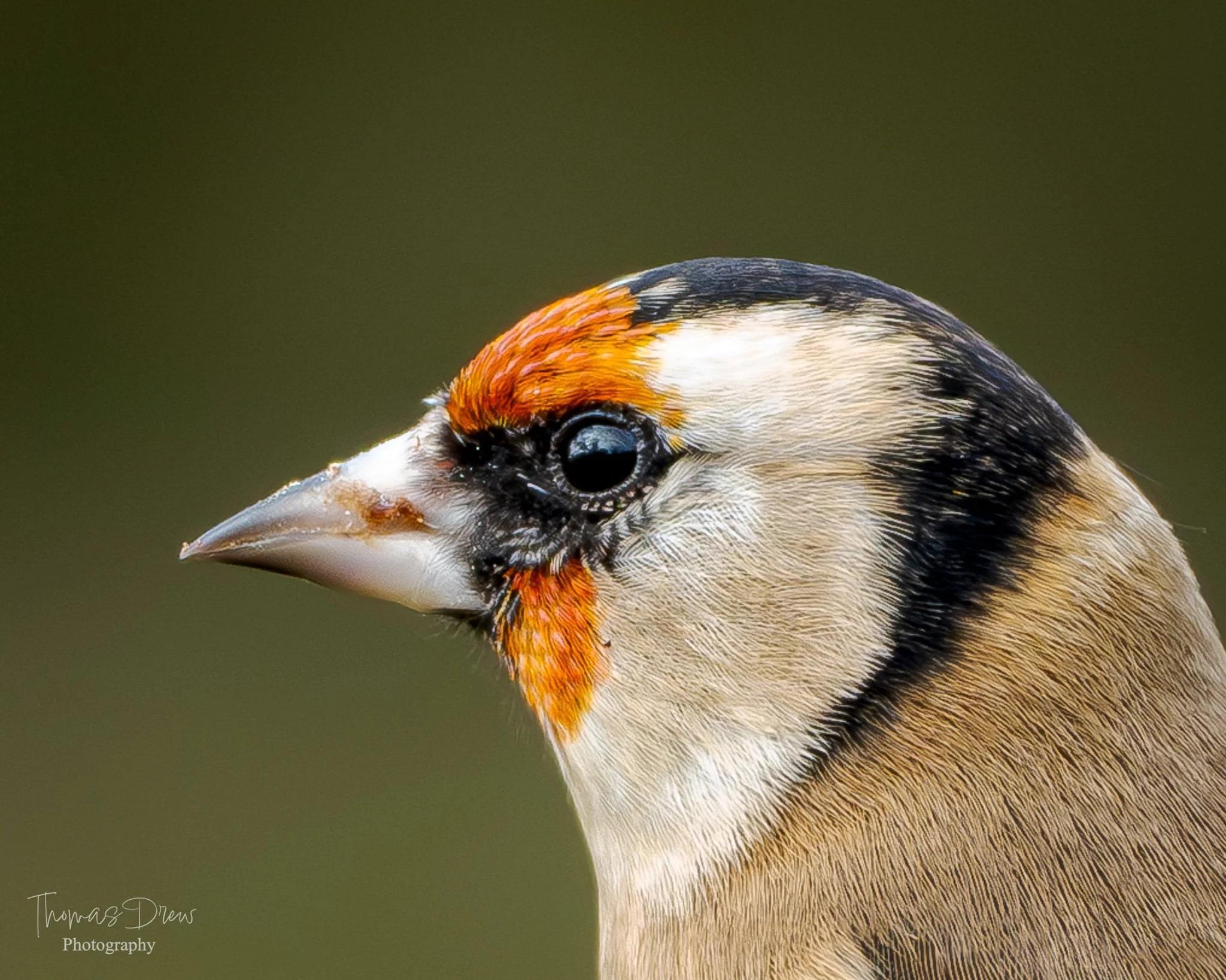 A Close-up image of a Goldfinches head with brown, black, white, and orange feathers, and a sharp beak, against a blurred green background.