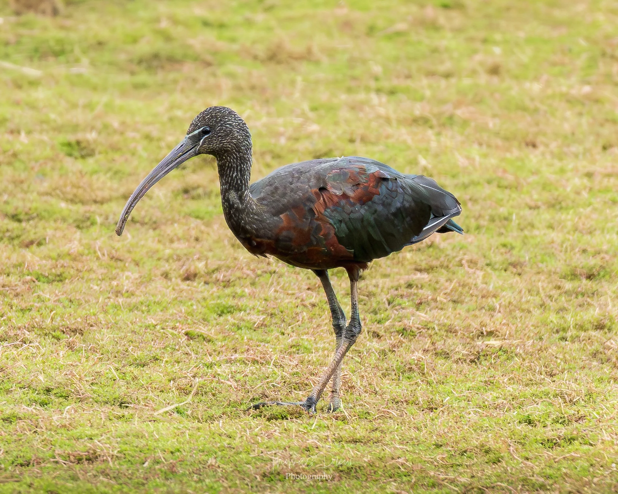 A Glossy Ibis, a glossy black and brown bird, a black stork, standing on grass with a long, curved beak and long legs.
