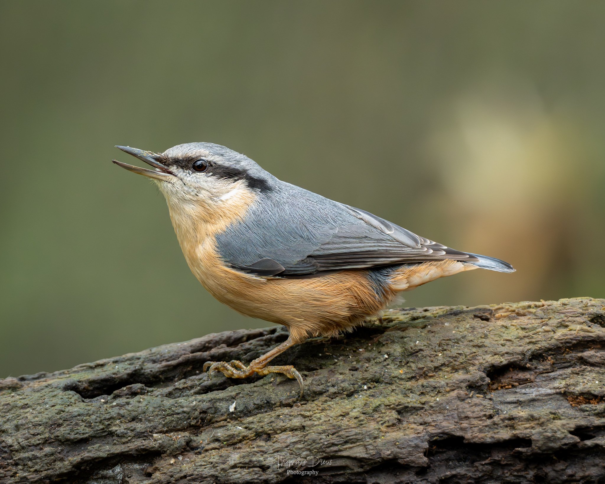 A Nuthatch bird with a beige chest and blue-grey wings perched on a rough bark branch, with its beak slightly open.