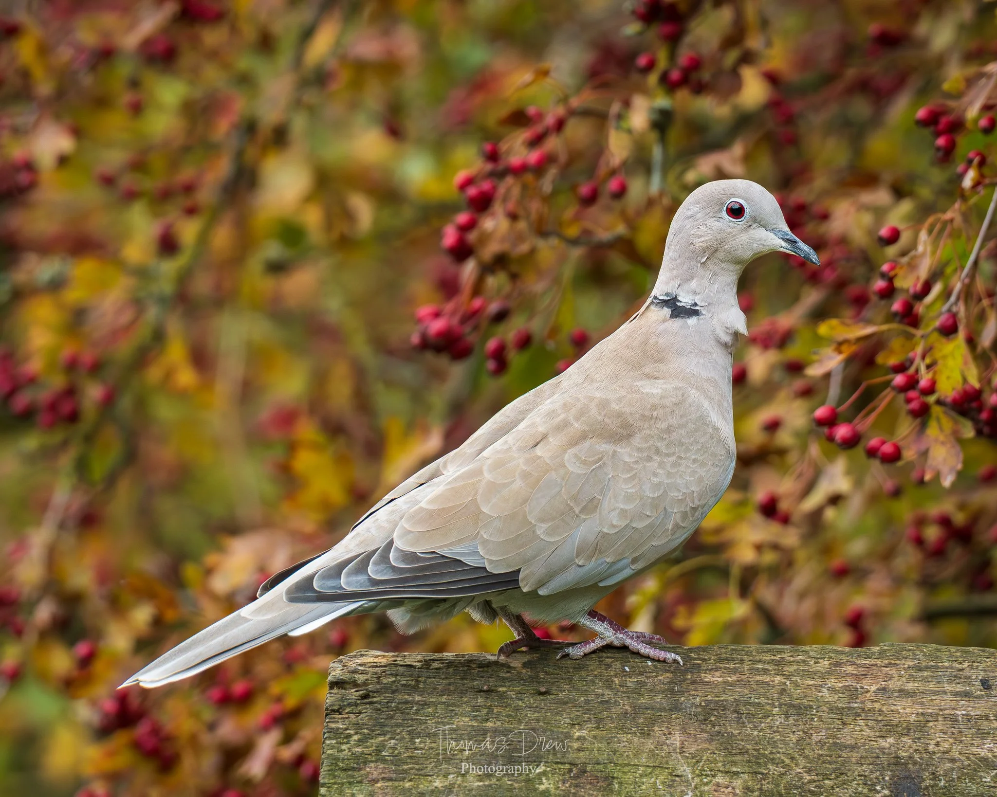 A pale-coloured Collared dove with a black collar sitting on a wooden post surrounded by autumn foliage and red berries.