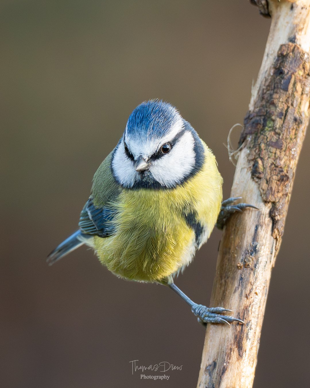 A close-up of a small blue tit bird perched on a tree branch, facing slightly to the right.