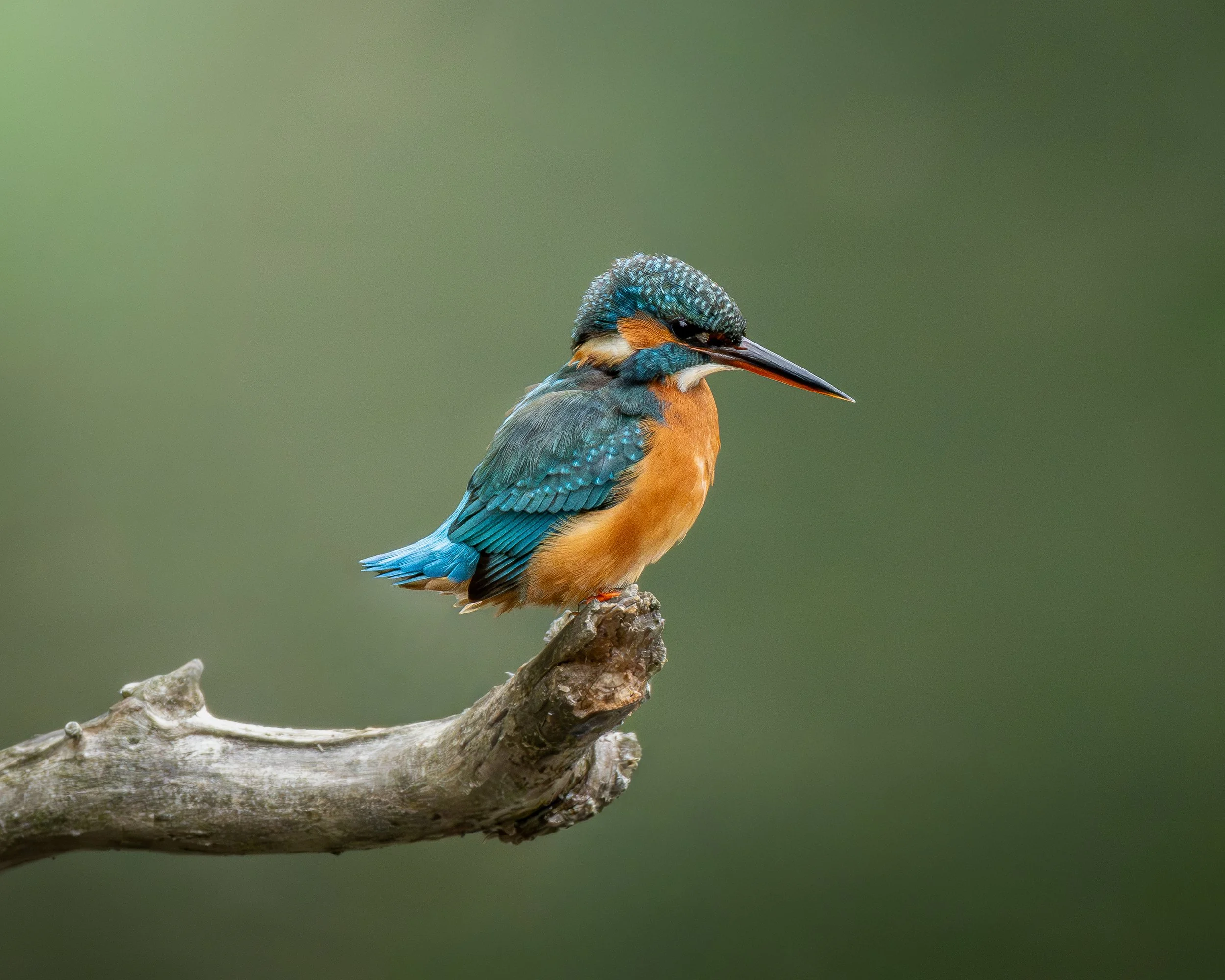 A colorful kingfisher bird with blue, orange, and black feathers perched on a weathered branch against a blurred green background.