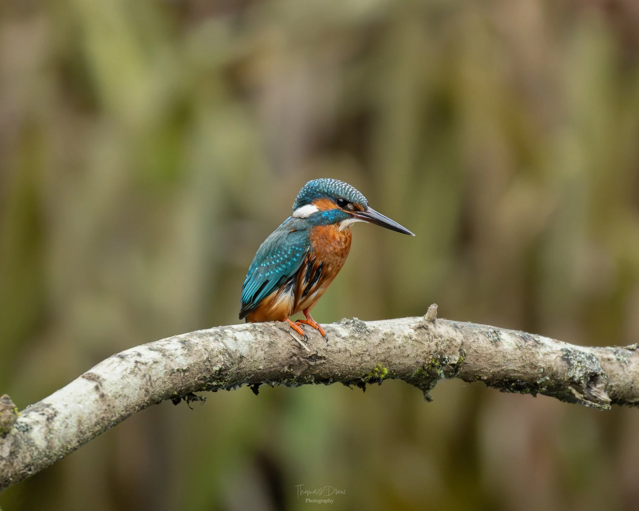 A colorful kingfisher bird perched on a tree branch.