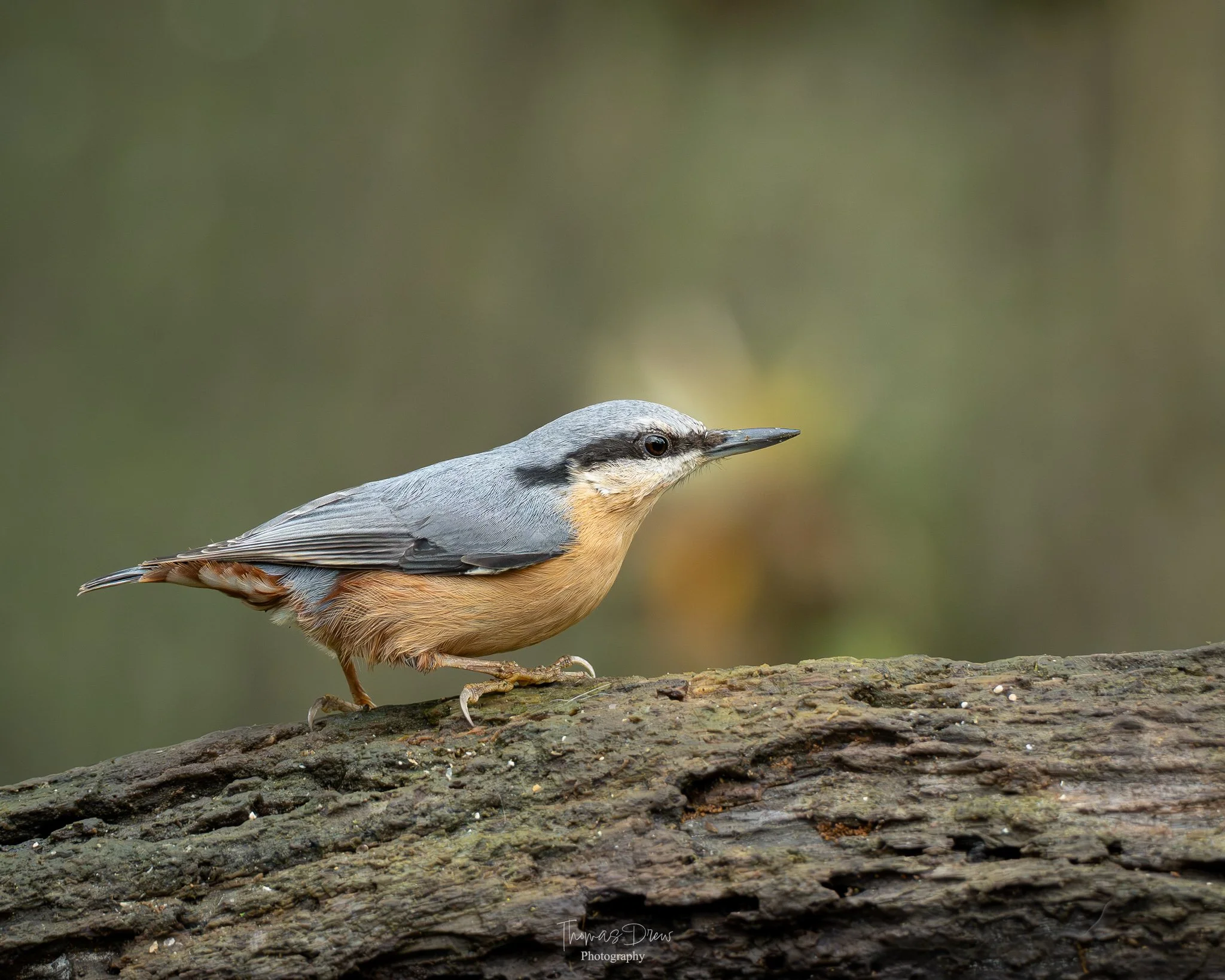 A Nuthatch, a small bird with grey, black, and brown colouring perched on a textured log, with a soft blurred green and yellow background.