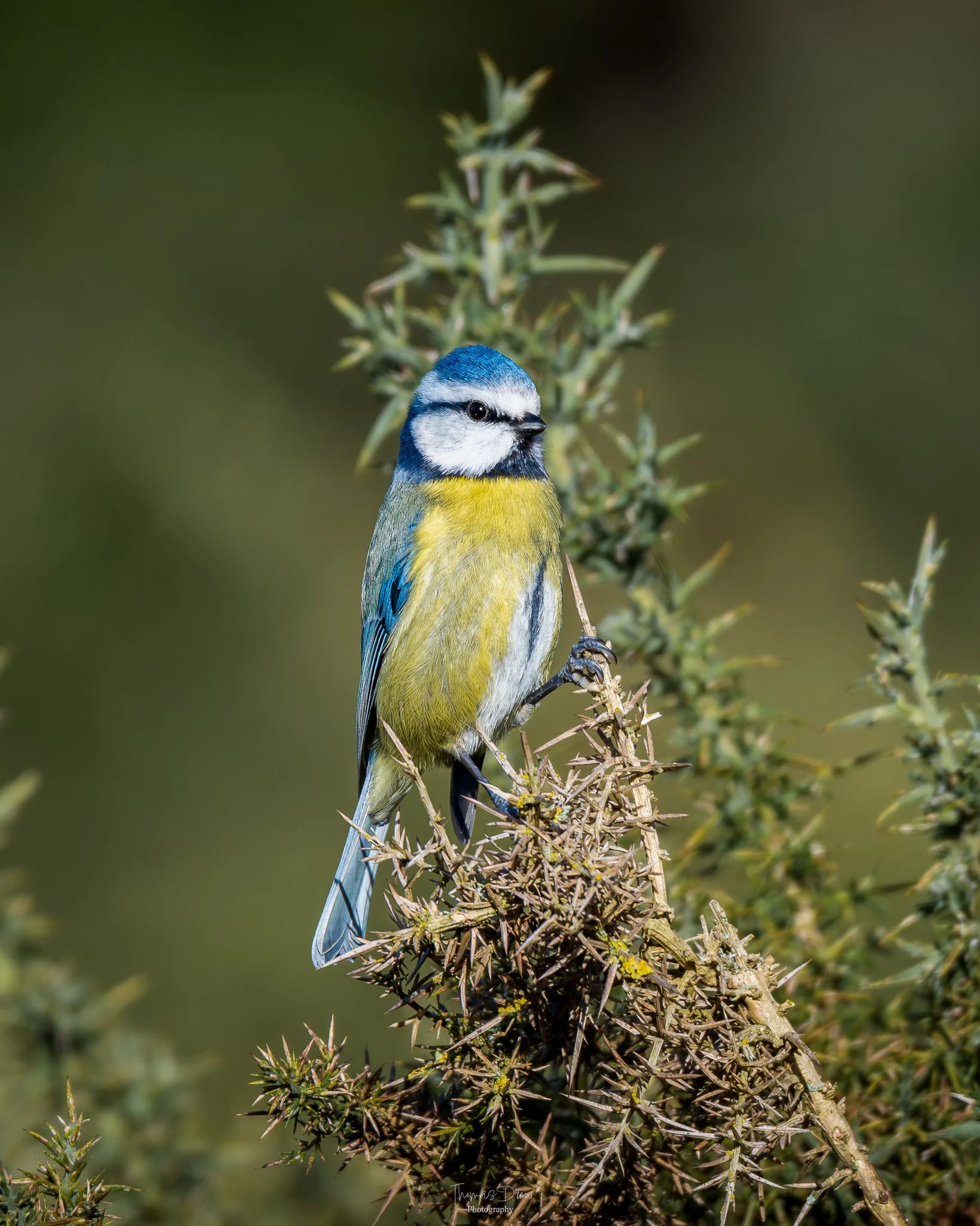 A Blue Tit, a small blue and yellow bird perched on a thorny plant with a blurred green background.