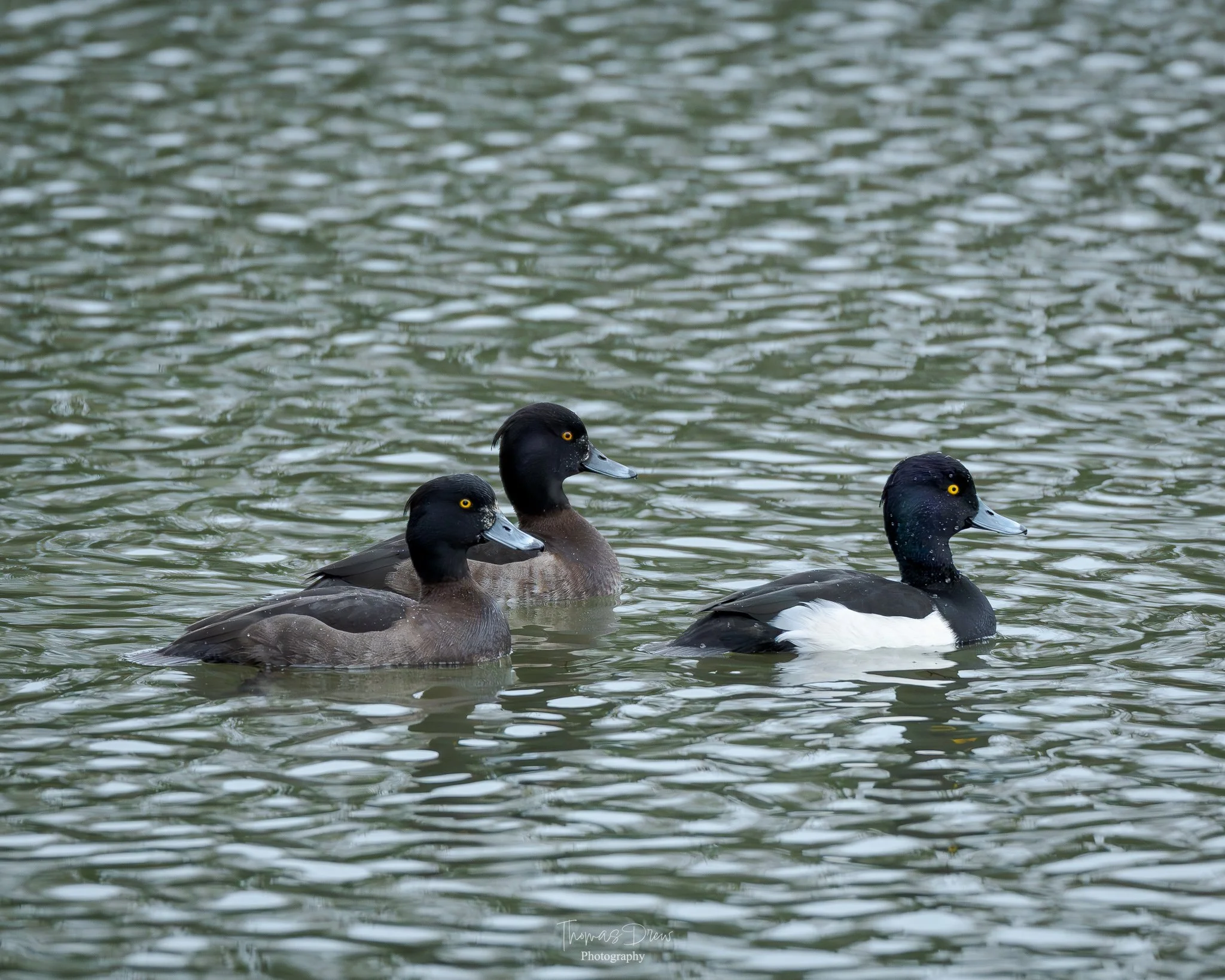Image of three tufted ducks swimming in water, with black heads, yellow eyes, and brown, black, and white feathers.