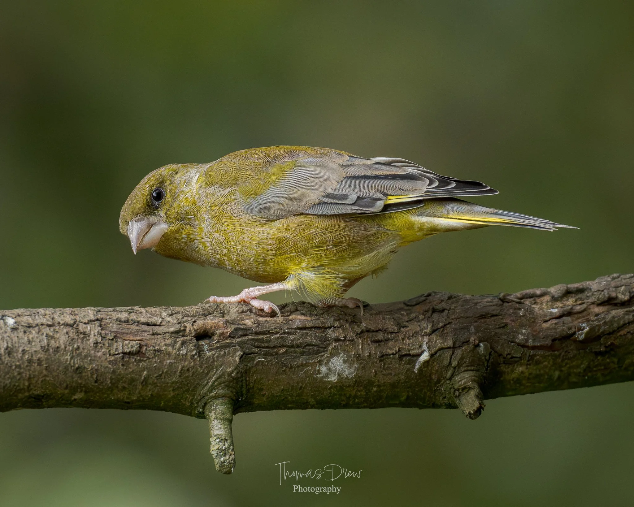 A Greenfinch, a small yellow-green bird perched on a tree branch with a blurred green background.