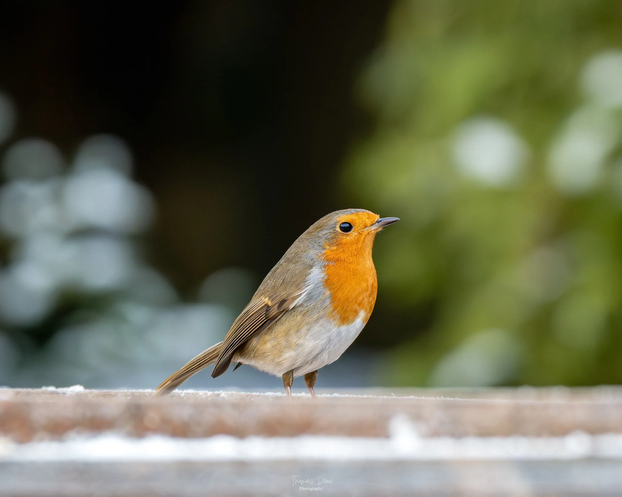 A  Robin with orange face and chest, grayish-brown wings and back, standing on a wooden surface outdoors.