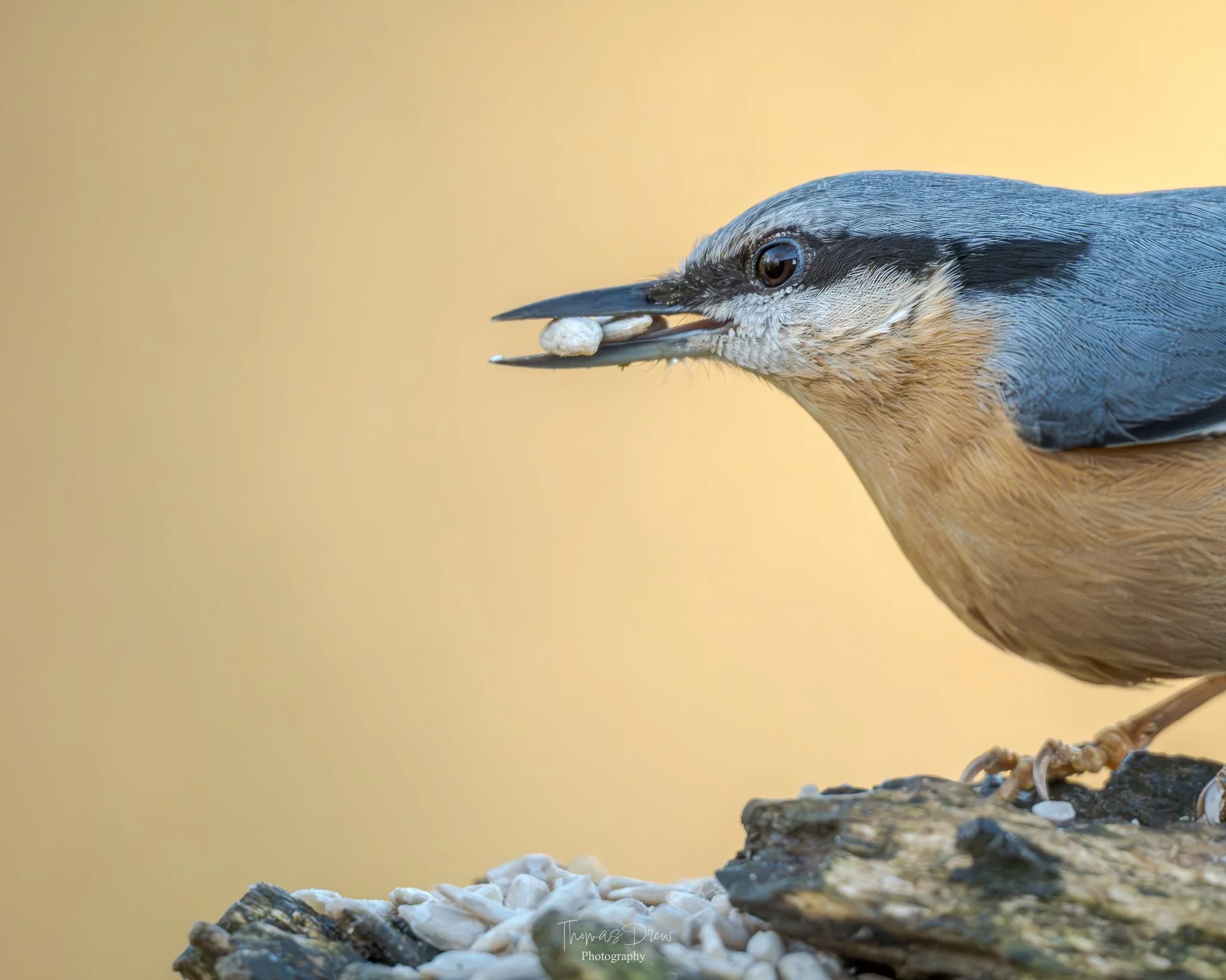 A close-up of a Nuthatch bird perched on a branch holding a seed in its beak, with a blurred yellow background.