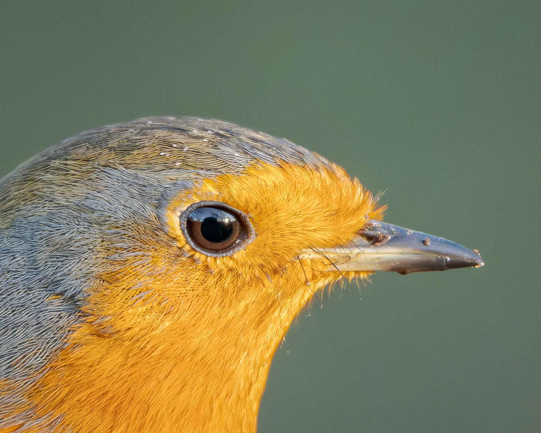 Close-up of a Robin with orange and grey feathers, a brown eye, and a black beak with a small white mark.