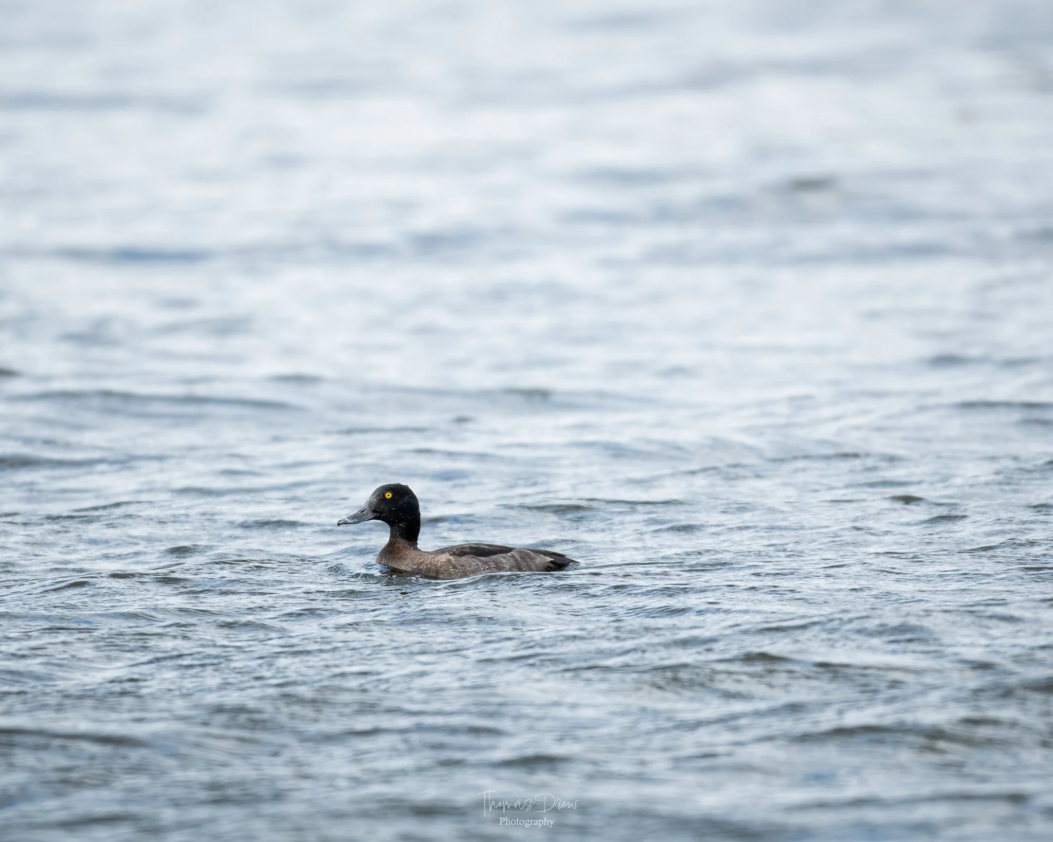 Image of a tufted duck, a freshwater duck with a dark body and bright yellow eyes swimming in a calm body of water.
