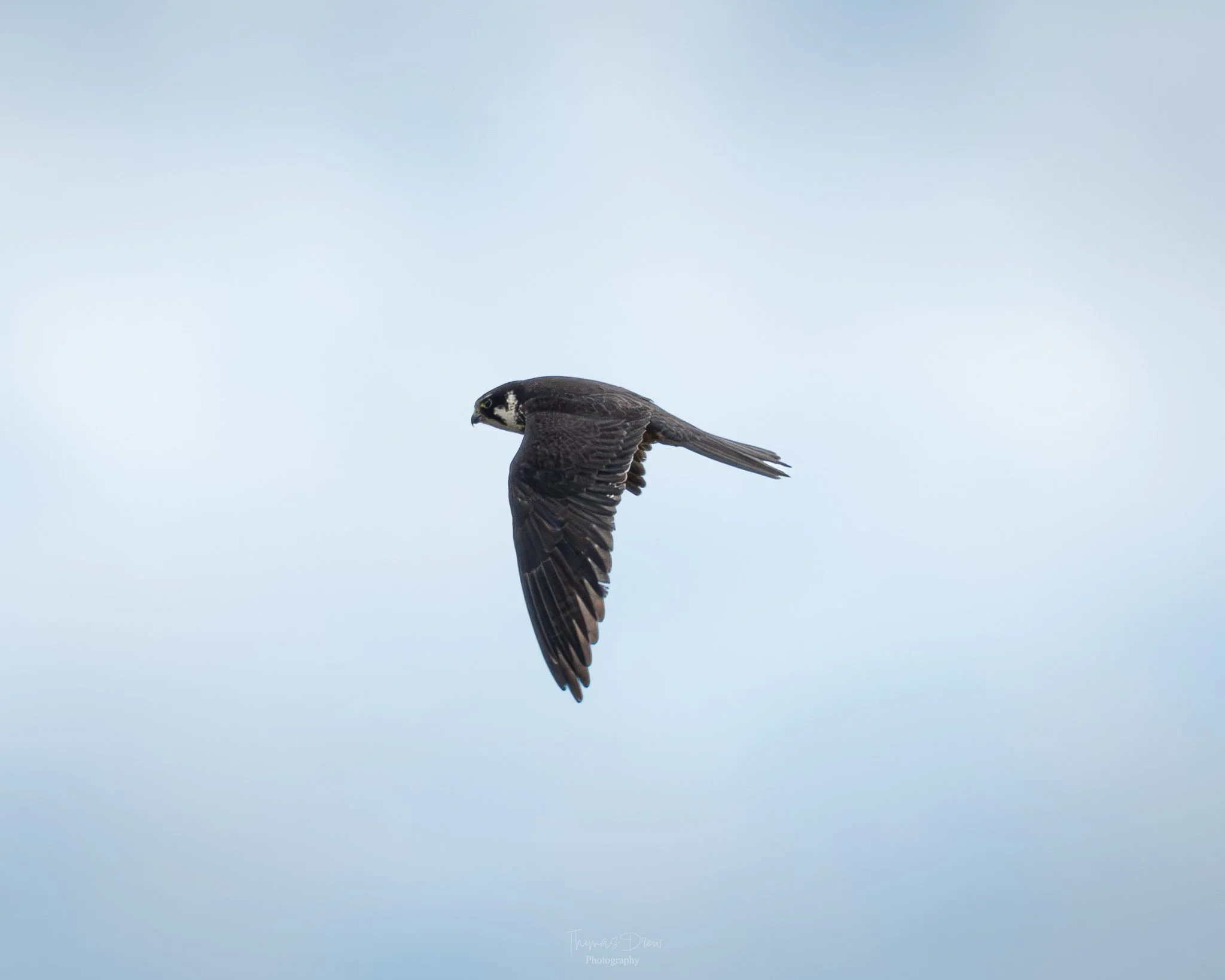 A bird, a Hobby in flight against a cloudy sky.