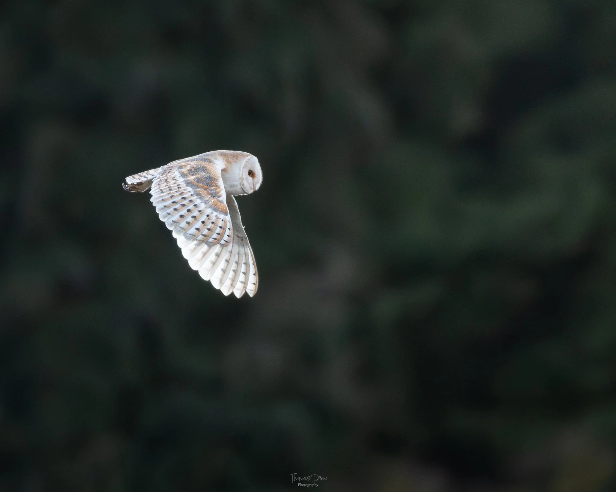 Image of a Barn Owl flying through a dark green forest background.