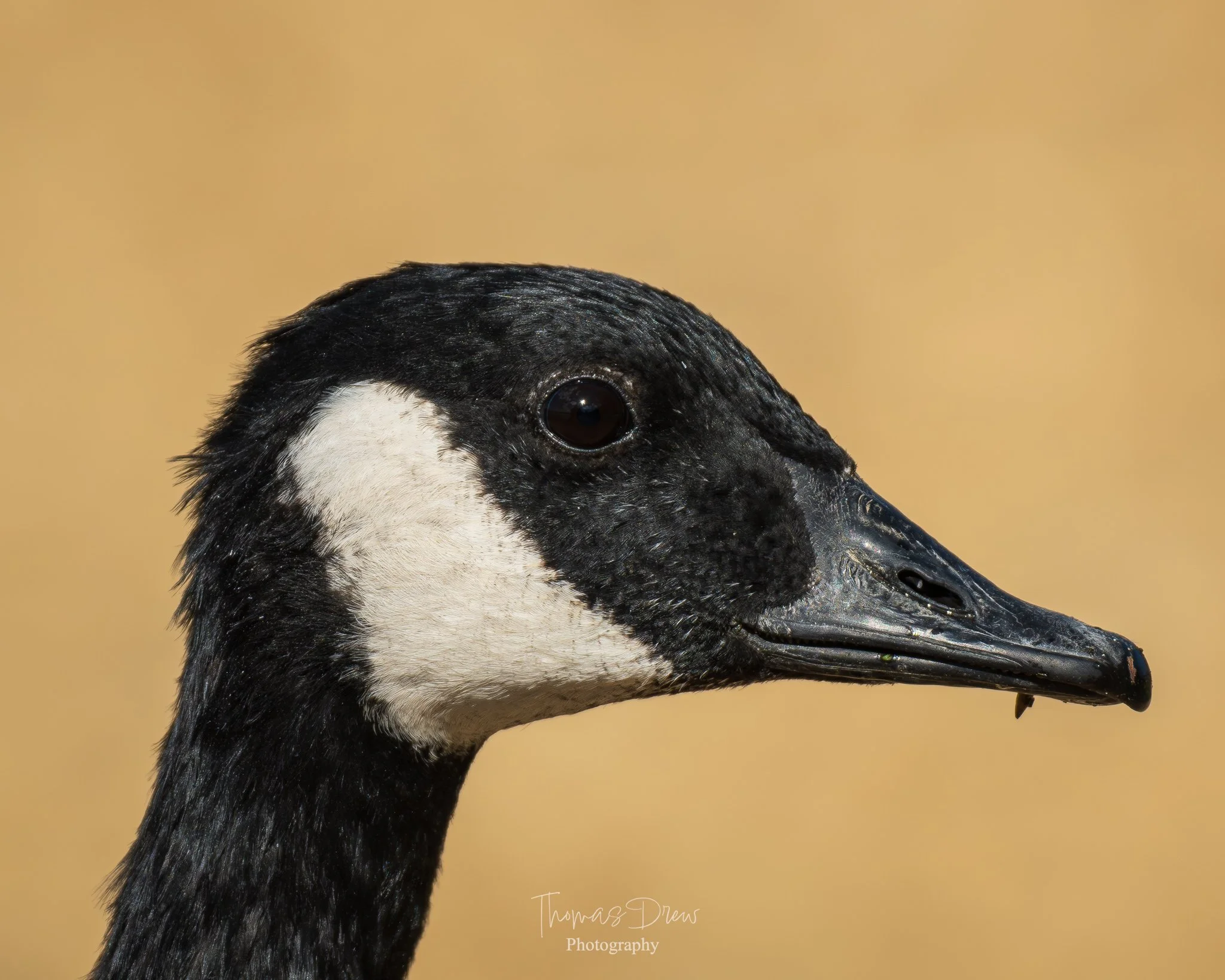 Close-up of a Canada goose's head showing black and white plumage and dark eye against a blurred beige background.