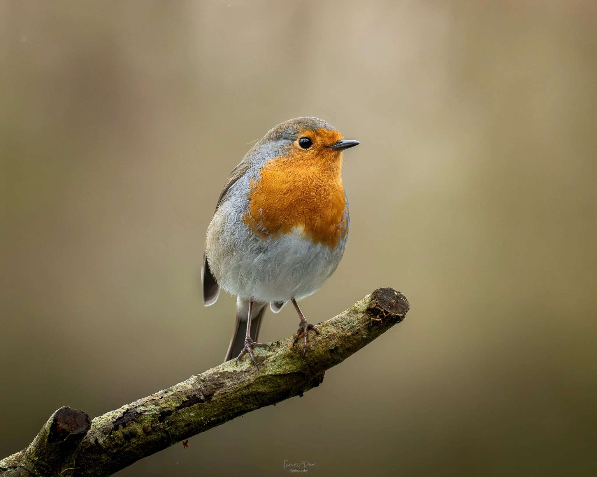 Image of a Robin, a small bird with orange breast and face, grey wings, and a white belly, perched on a tree branch.