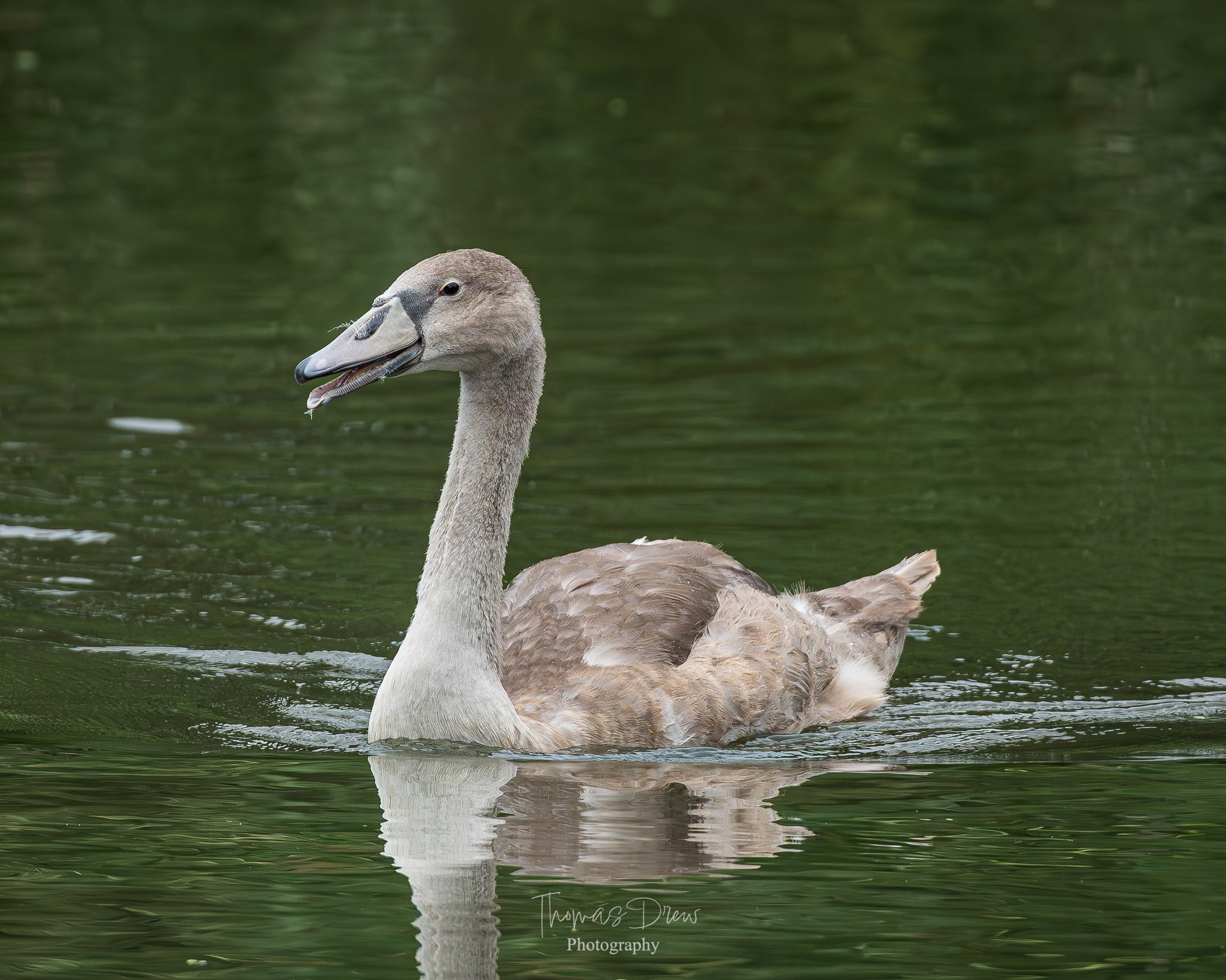 Image of a brown and grey cygnet swan swimming in green water.
