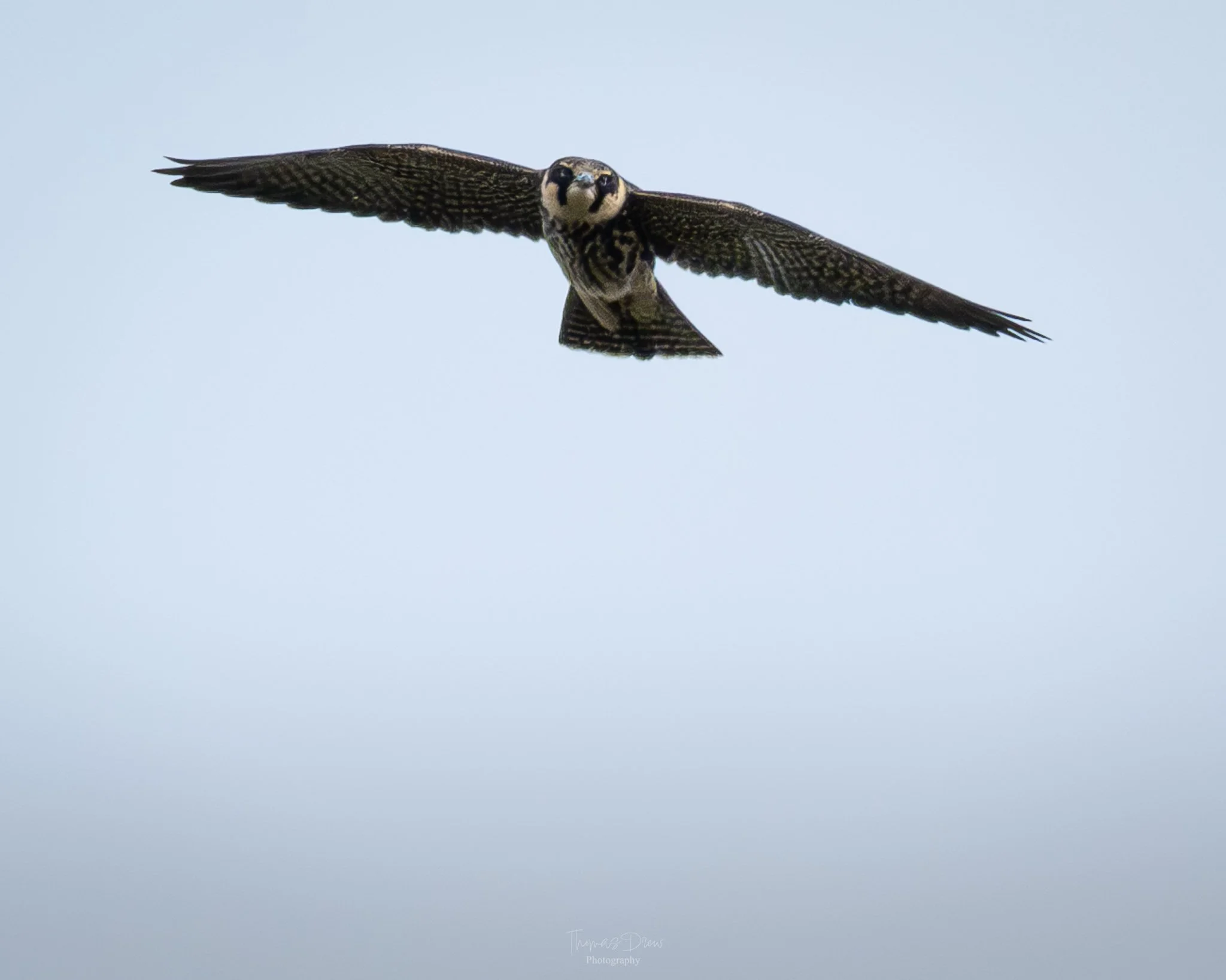 A bird of prey, a Hobby, flying in a clear sky with wings spread wide and head facing forward.