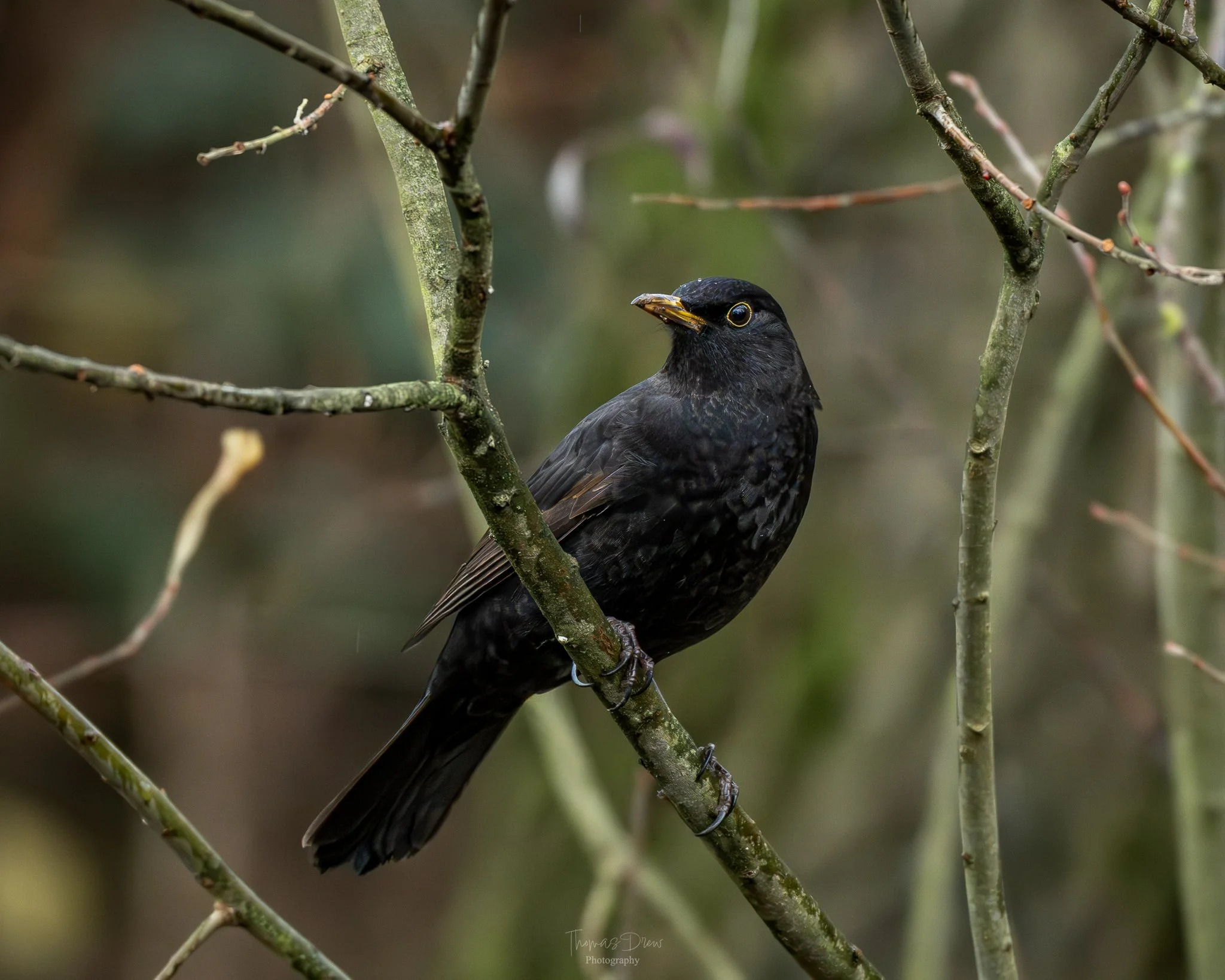 A black bird perched on a thin, leafless branch in a natural setting, with blurred background of green and brown foliage.