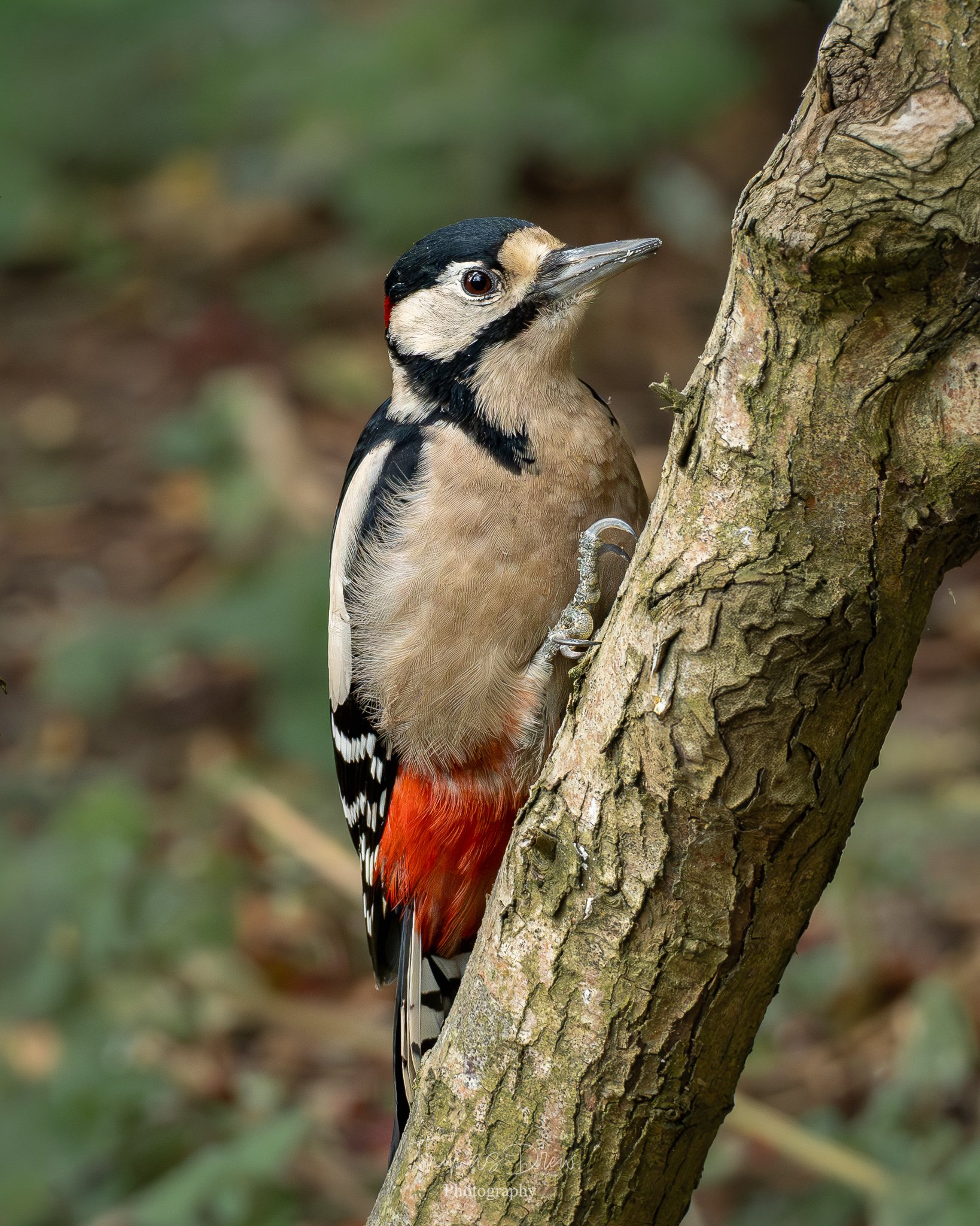 A Great Spotted Woodpecker perched on a tree trunk with a blurred green and brown forest background.