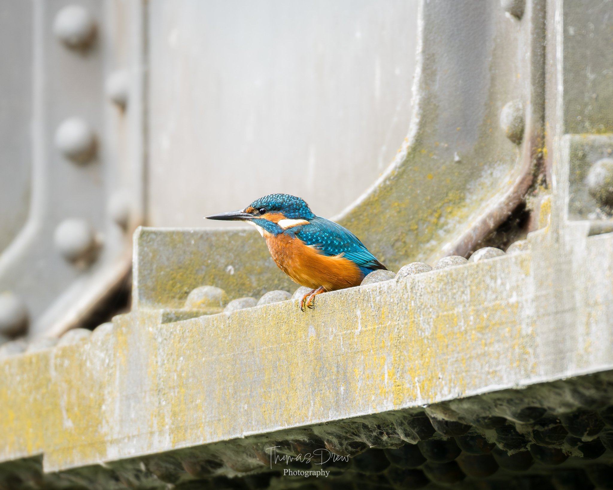 Colorful kingfisher bird perched on a ledge of a weathered, mossy bridge or structure.