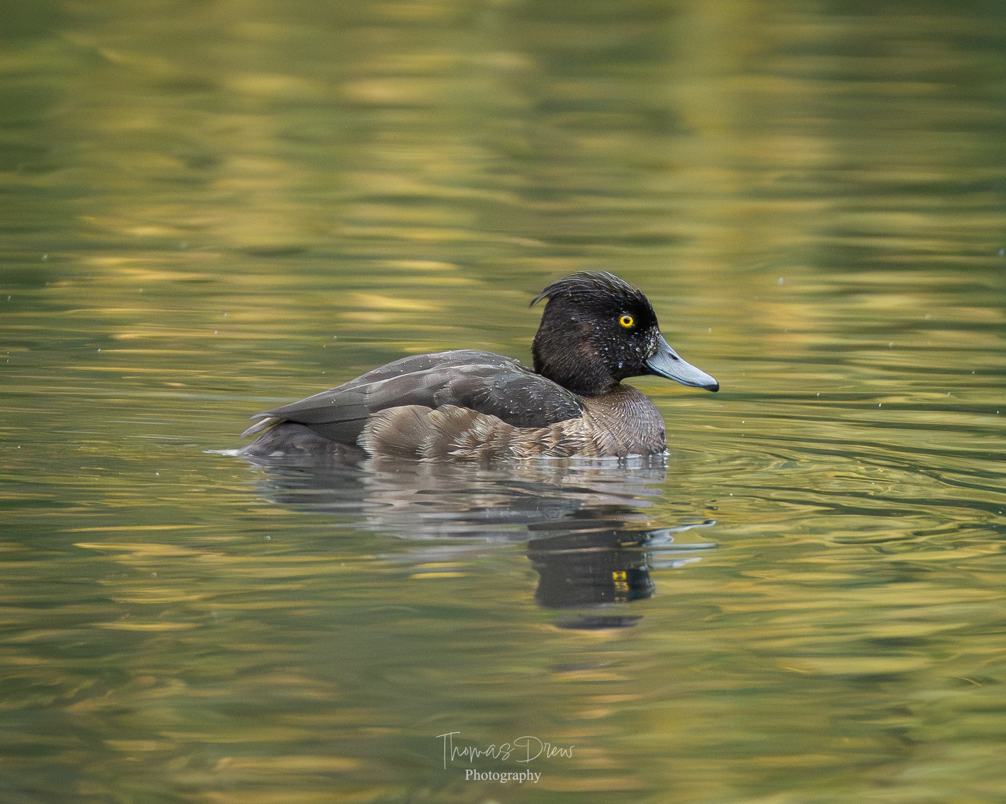 Image of a tufted duck swimming in water with a blurred green background.
