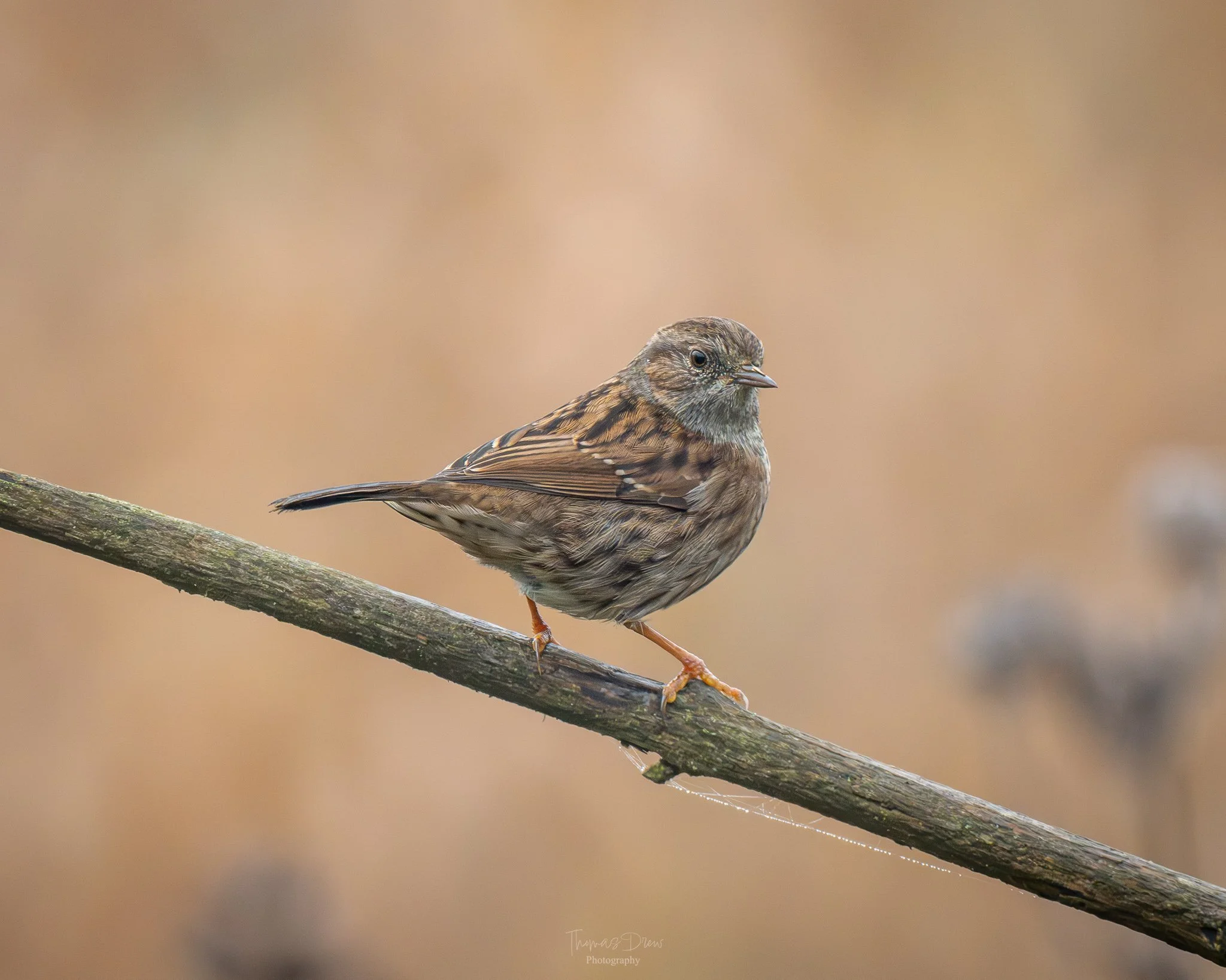 A Dunnock, a small brown bird perched on a diagonal branch against a blurred brown background.