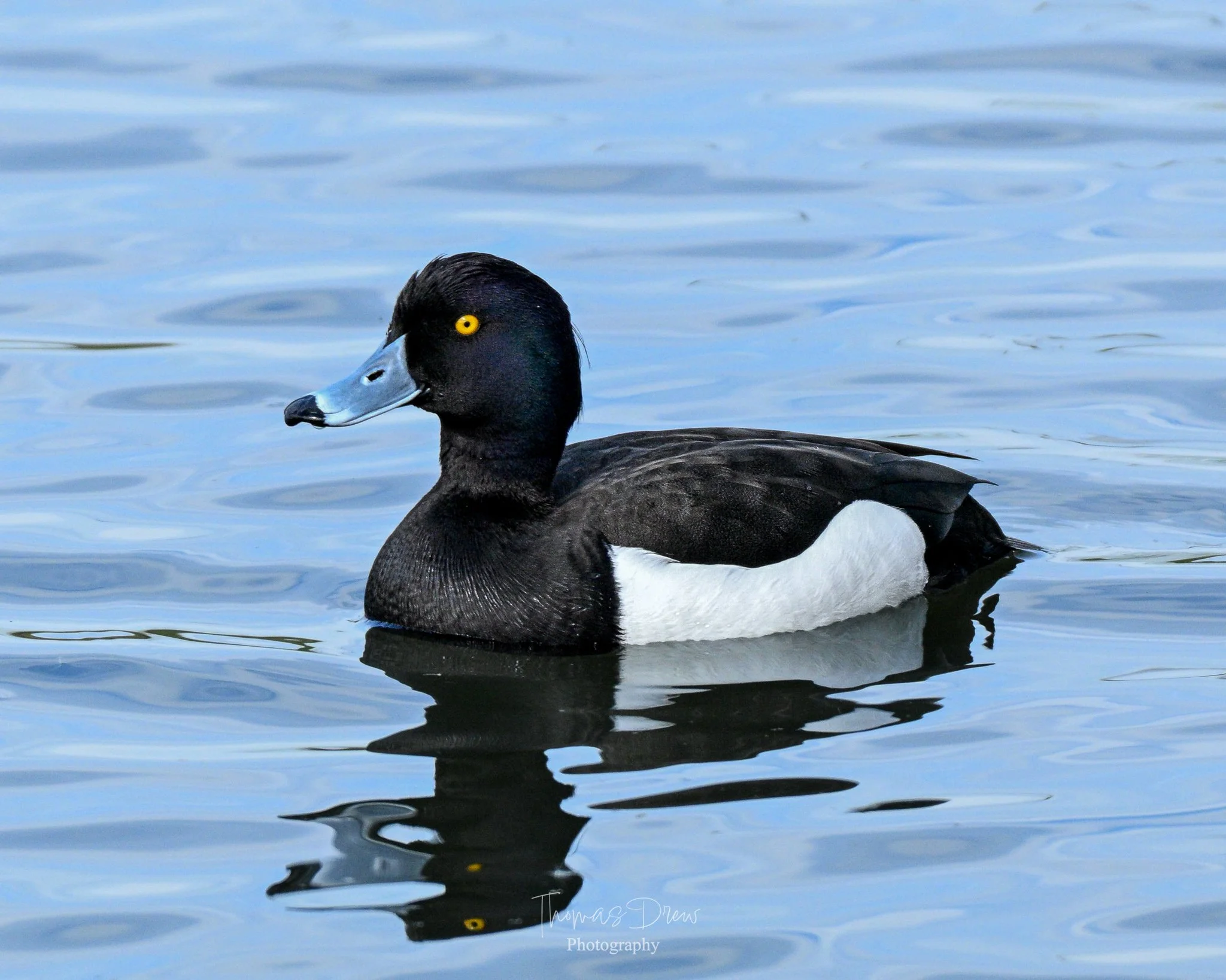 Image of a tufted duck, a black and white duck with a distinctive blue bill and yellow eye swimming in calm water.