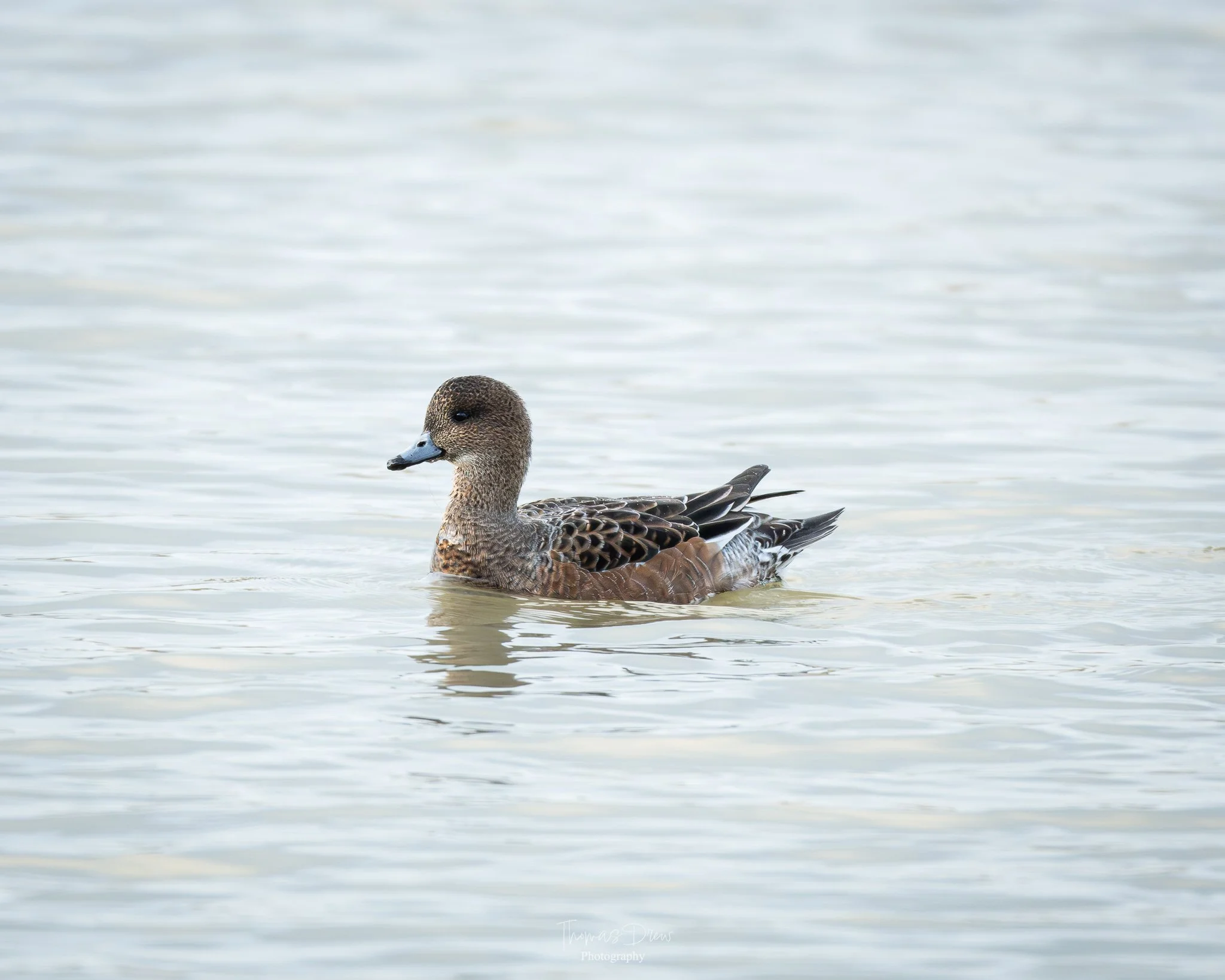 Image of a Wigeon duck swimming in calm, light-coloured water.