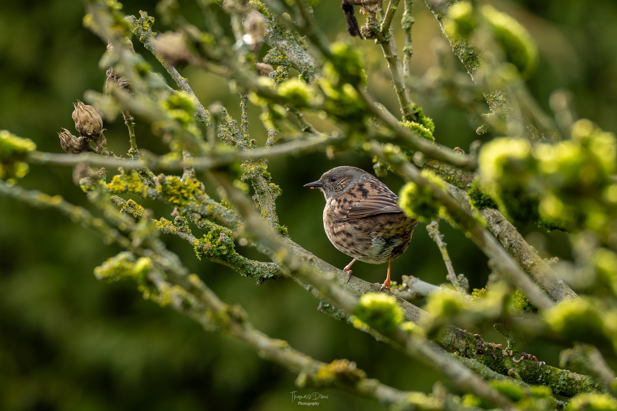 A Dunnock, a small brown bird with darker streaks perched on a moss-covered branch among green foliage.